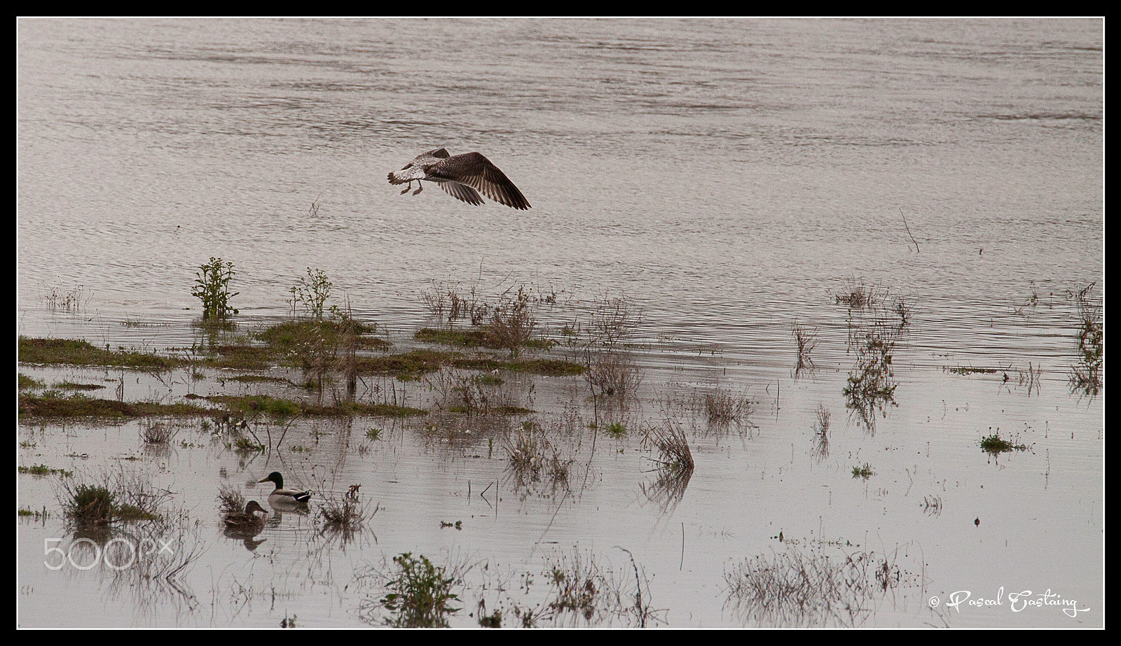 Tamron SP 150-600mm F5-6.3 Di VC USD sample photo. La loire flight photography