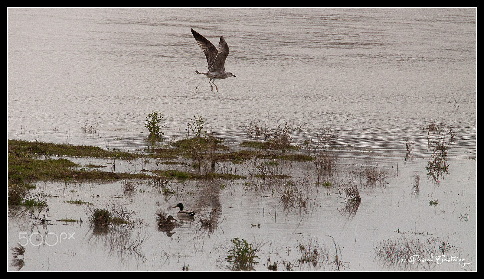 Tamron SP 150-600mm F5-6.3 Di VC USD sample photo. La loire flight photography