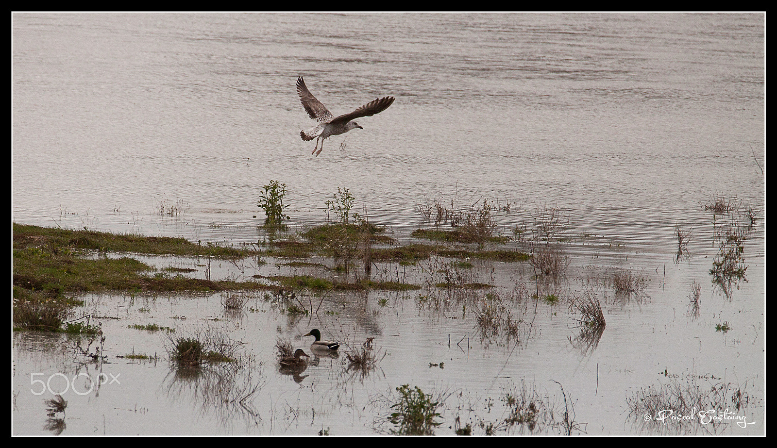 Tamron SP 150-600mm F5-6.3 Di VC USD sample photo. La loire flight photography