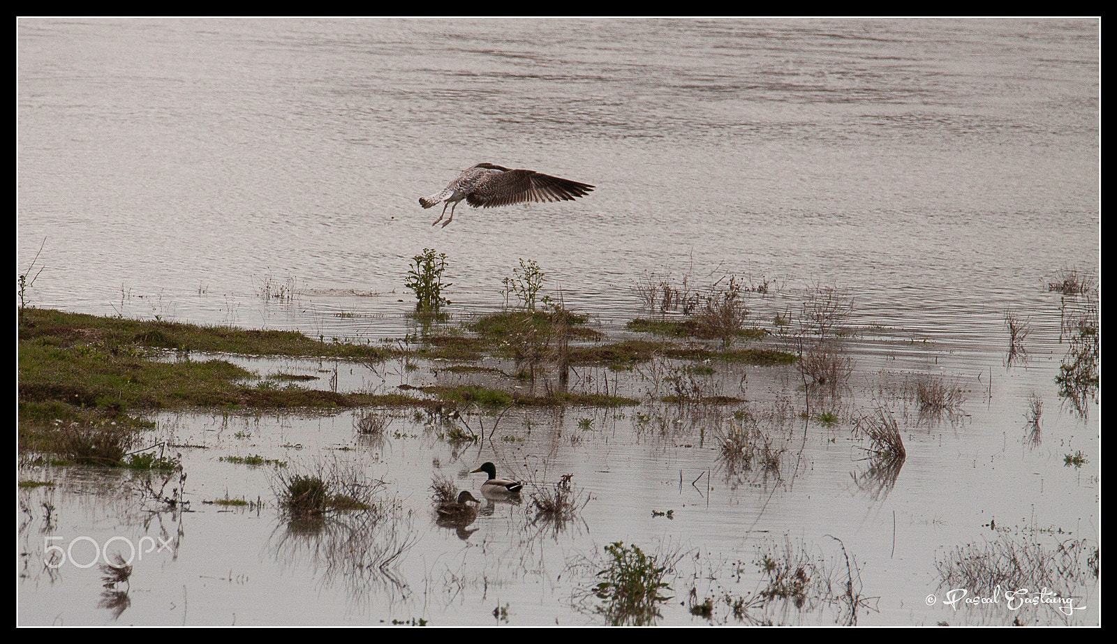 Tamron SP 150-600mm F5-6.3 Di VC USD sample photo. La loire flight photography