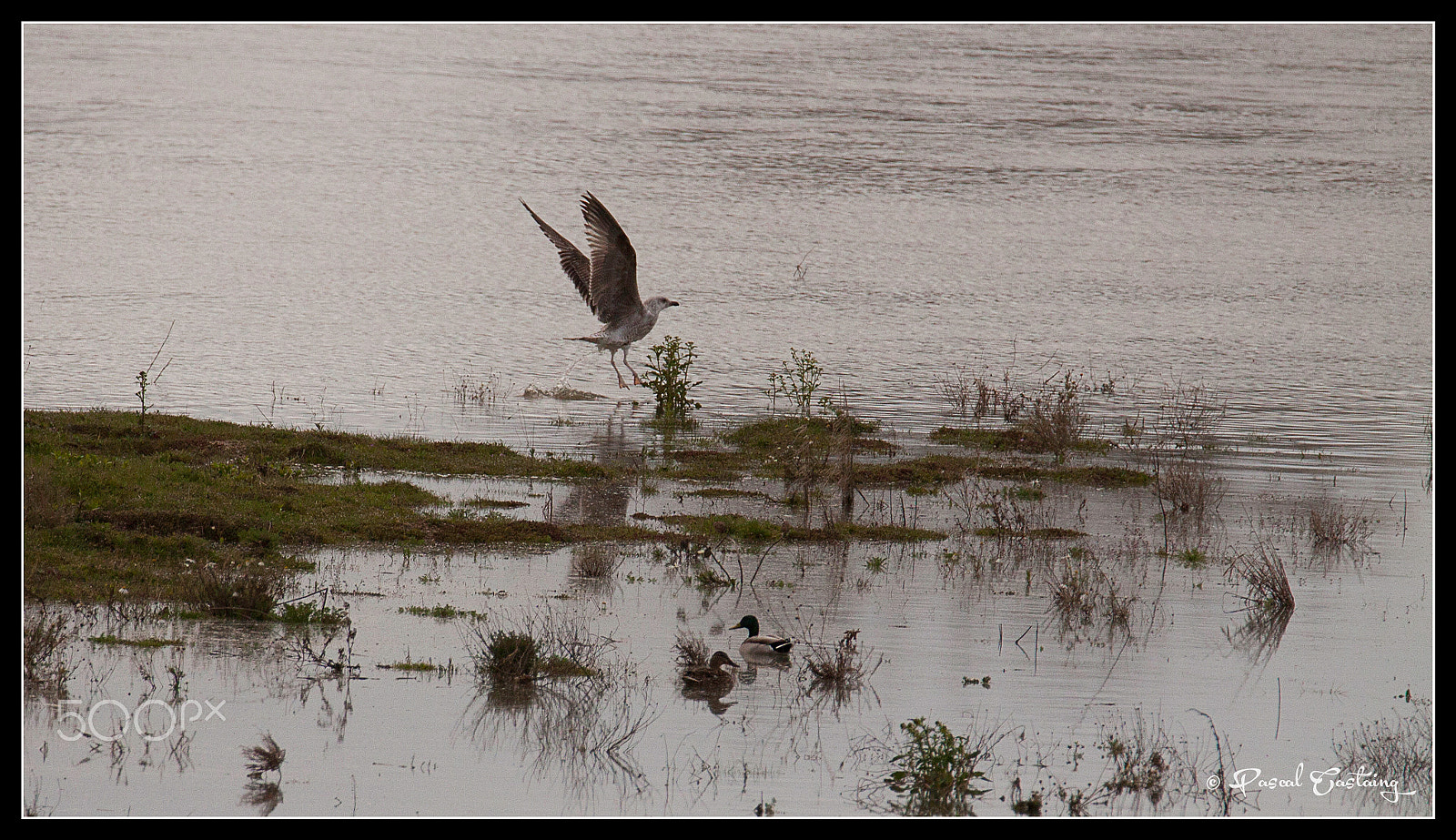 Tamron SP 150-600mm F5-6.3 Di VC USD sample photo. La loire flight photography