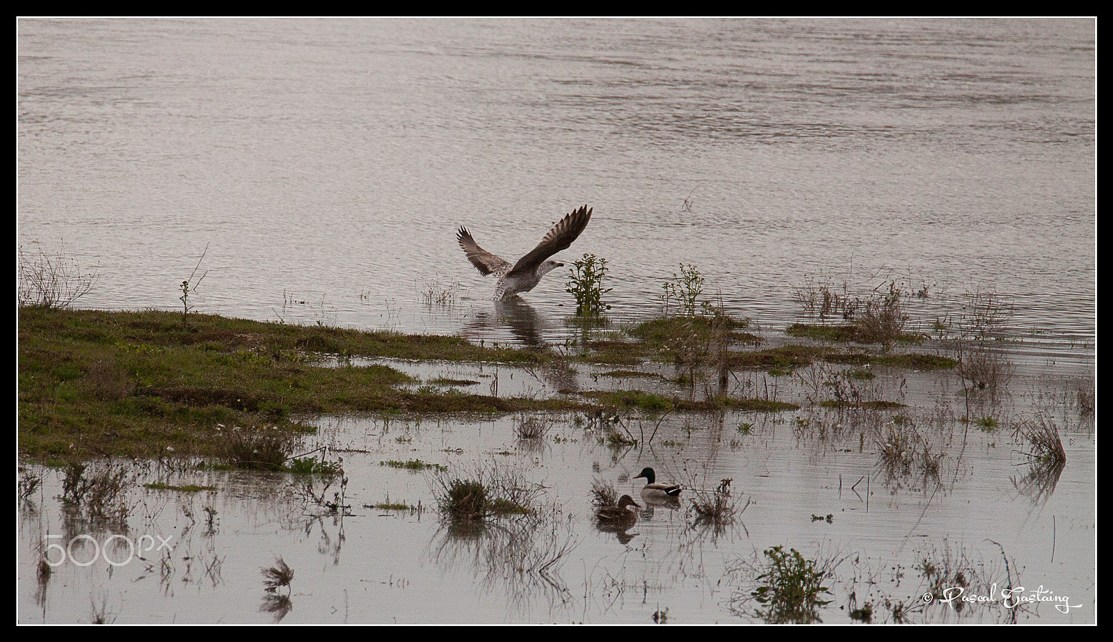 Tamron SP 150-600mm F5-6.3 Di VC USD sample photo. La loire flight photography