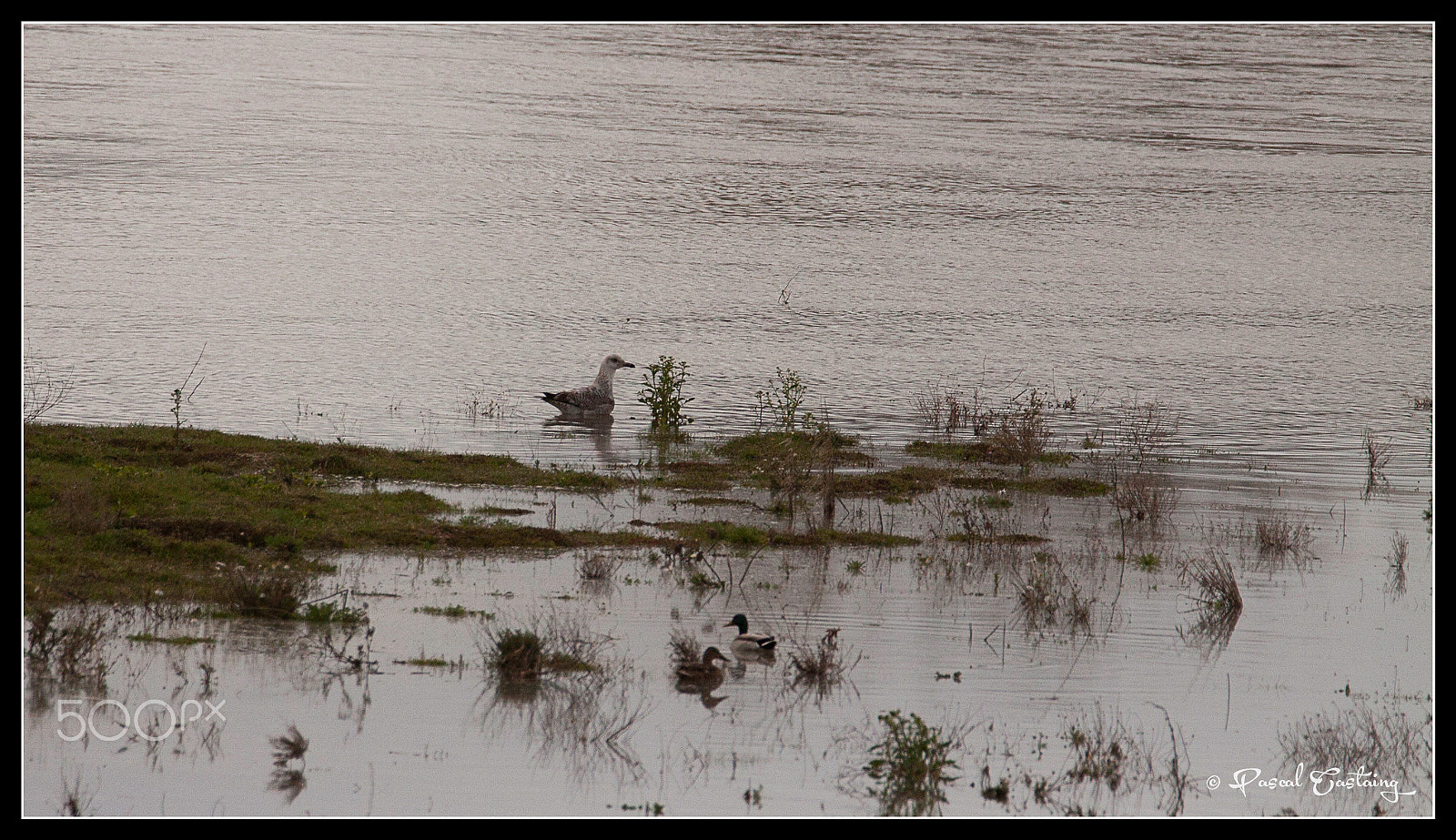 Tamron SP 150-600mm F5-6.3 Di VC USD sample photo. La loire flight photography