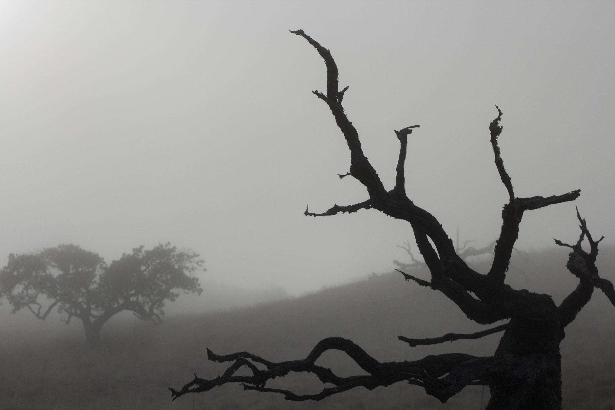 Sigma 70-200mm F2.8 EX DG OS HSM sample photo. Stark tree photography