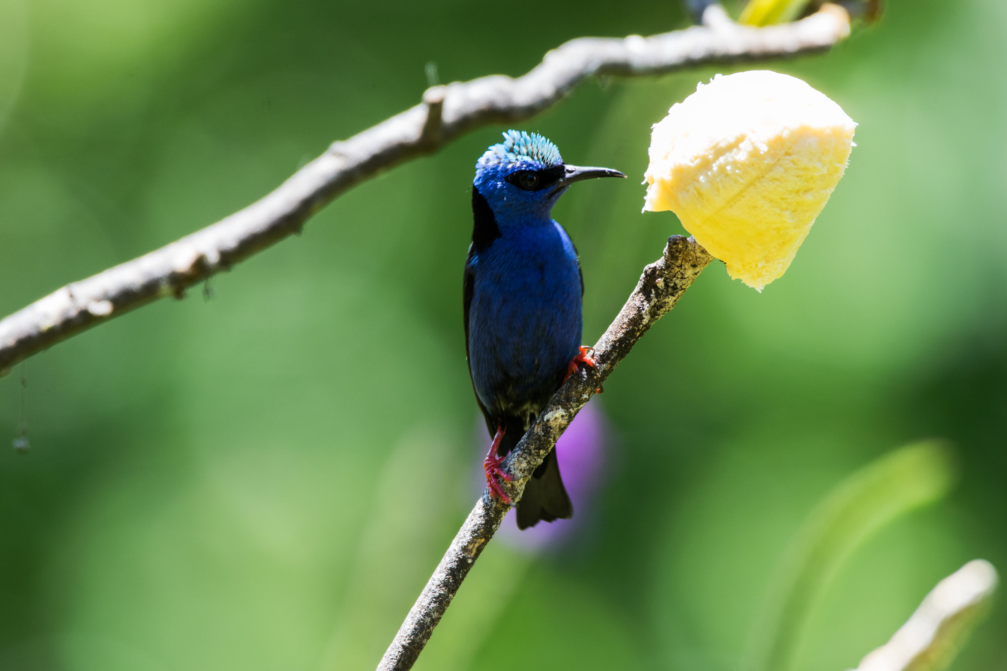 Sigma 150-600mm F5-6.3 DG OS HSM | C sample photo. Costa rican bird 1 photography