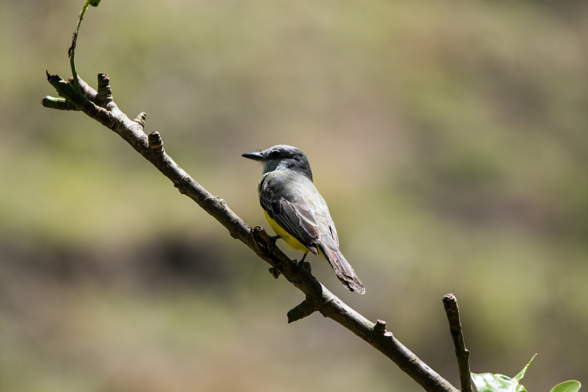 Sigma 150-600mm F5-6.3 DG OS HSM | C sample photo. Costa rican bird 2 photography