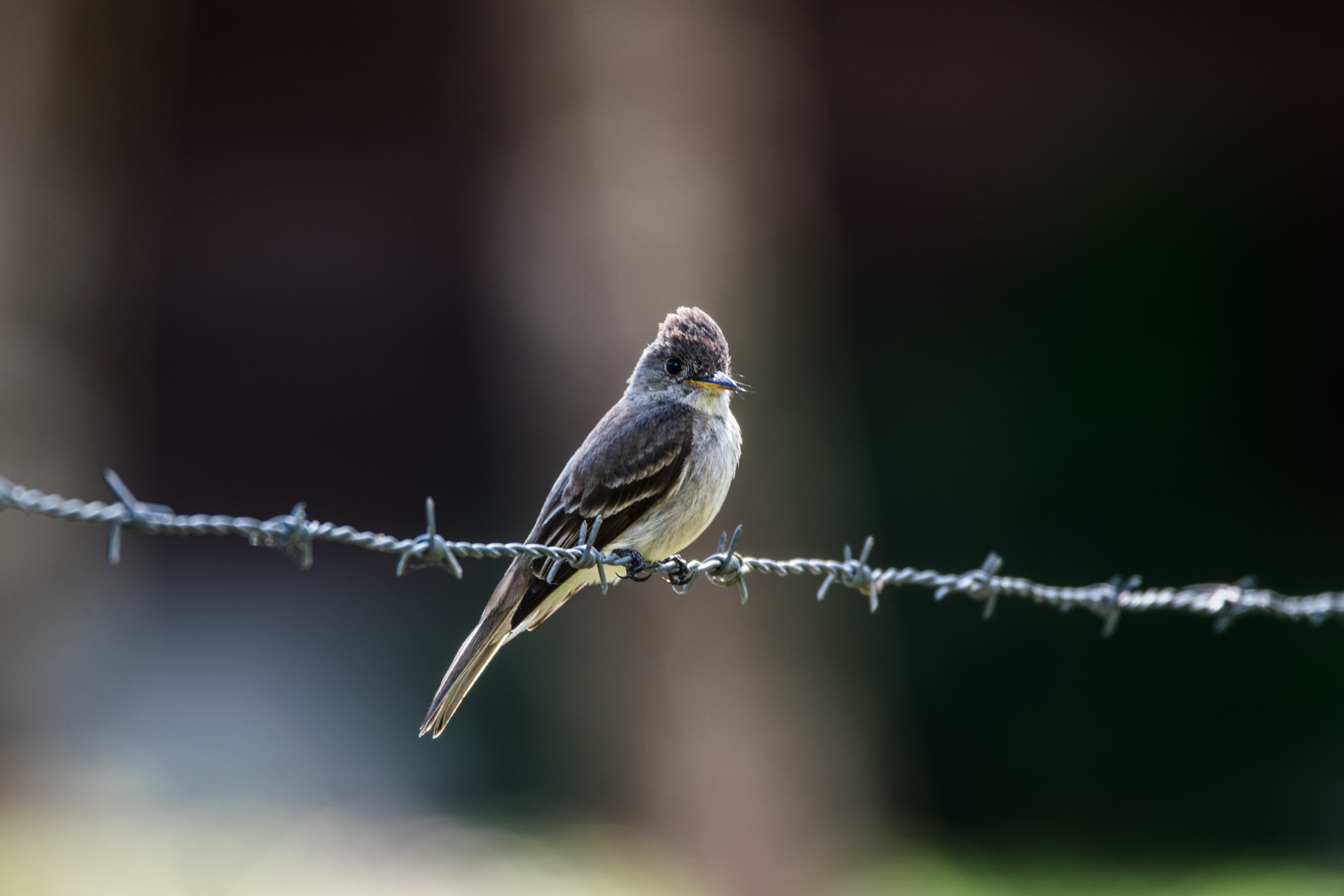Sigma 150-600mm F5-6.3 DG OS HSM | C sample photo. Costa rican bird 3 photography