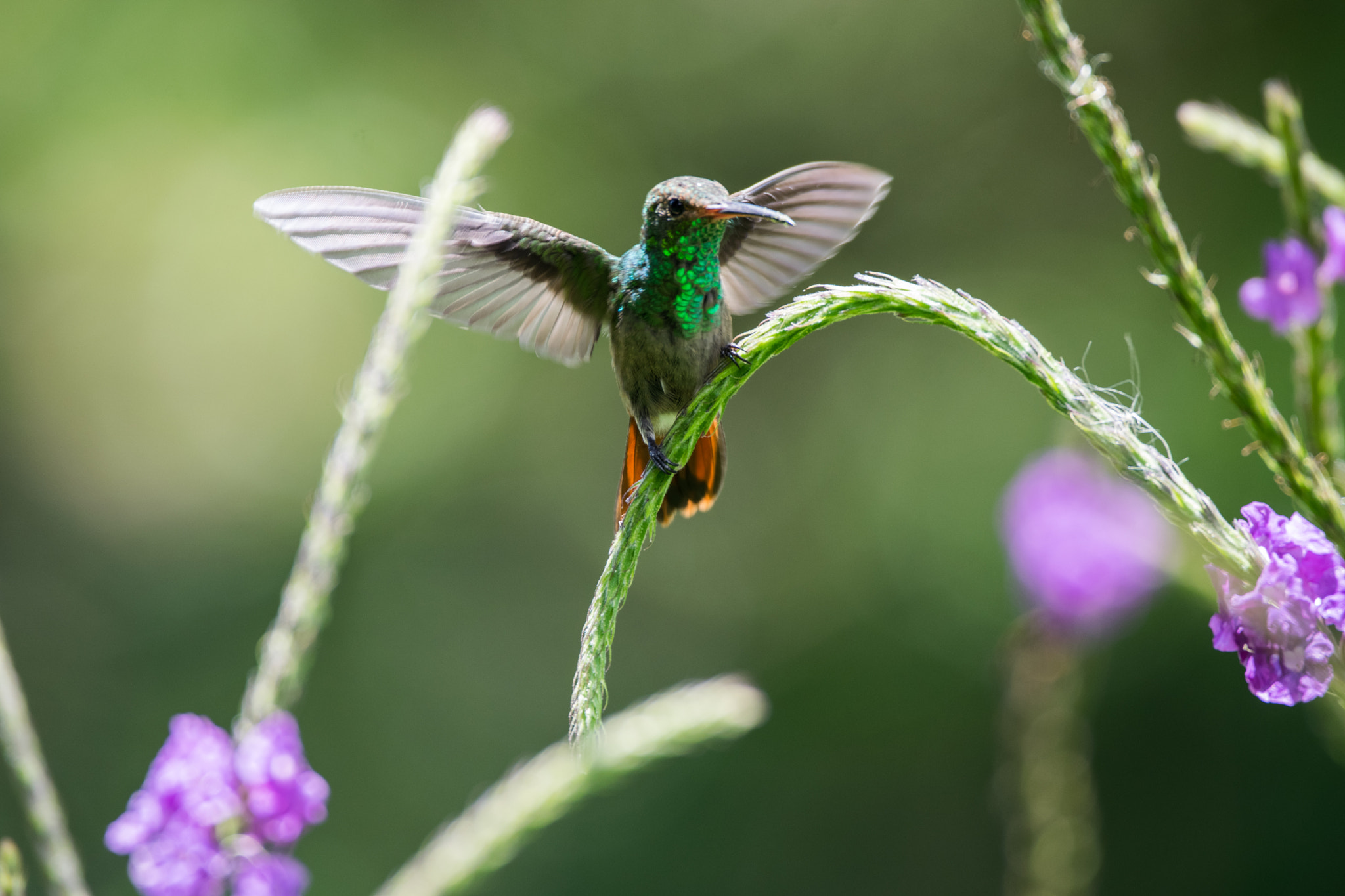Sigma 150-600mm F5-6.3 DG OS HSM | C sample photo. Hummingbird photography