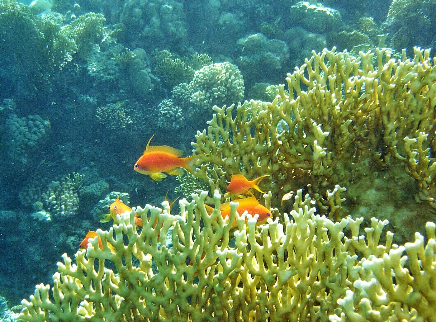 Nikon E5200 sample photo. Egypt 2006 wonderful memories. photography