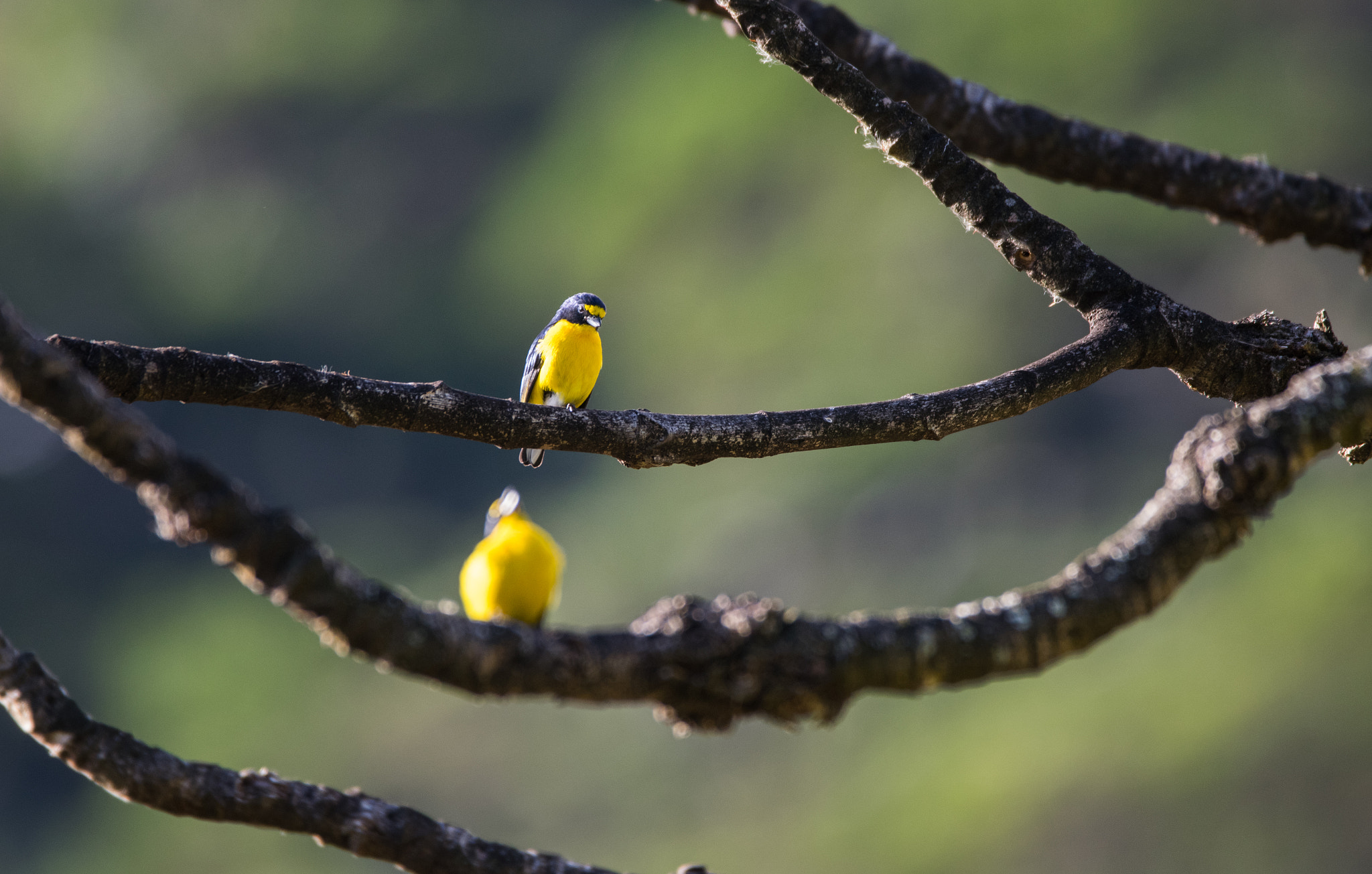Sigma 150-600mm F5-6.3 DG OS HSM | C sample photo. Costa rican bird 4 photography