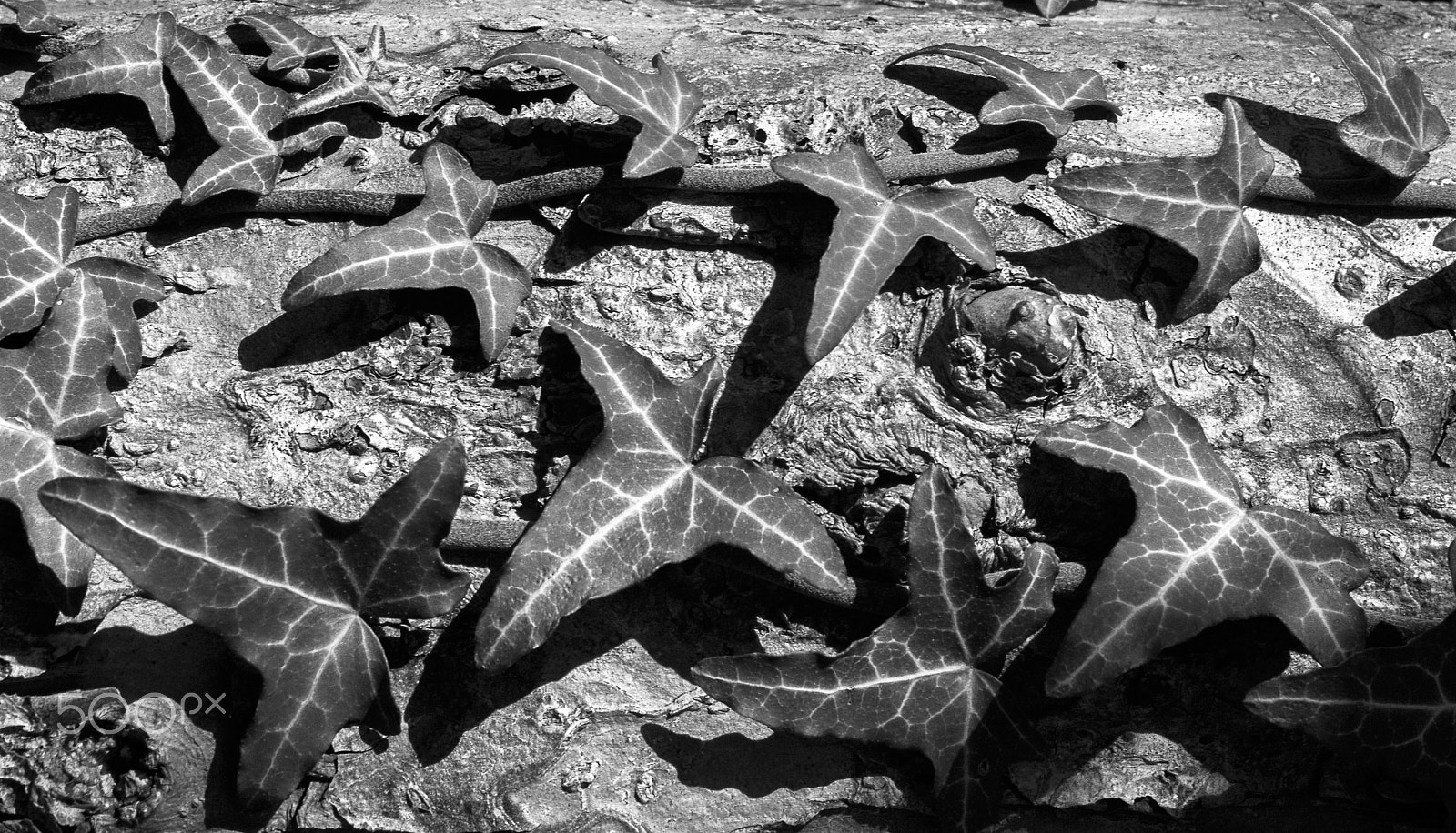 Nikon 1 V1 sample photo. Poison ivy photography