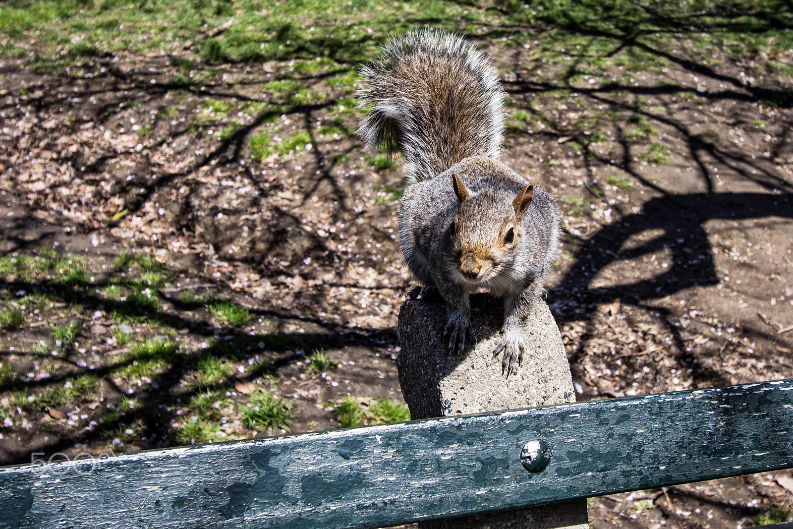 Canon EF-S 10-22mm F3.5-4.5 USM sample photo. Curious squirrel photography