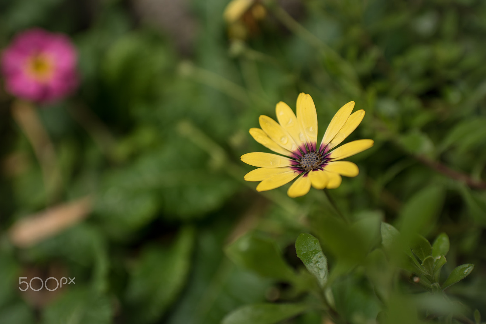 Nikon D750 + AF-S Nikkor 35mm f/1.8G sample photo. 20160409-dsc_0387.jpg photography