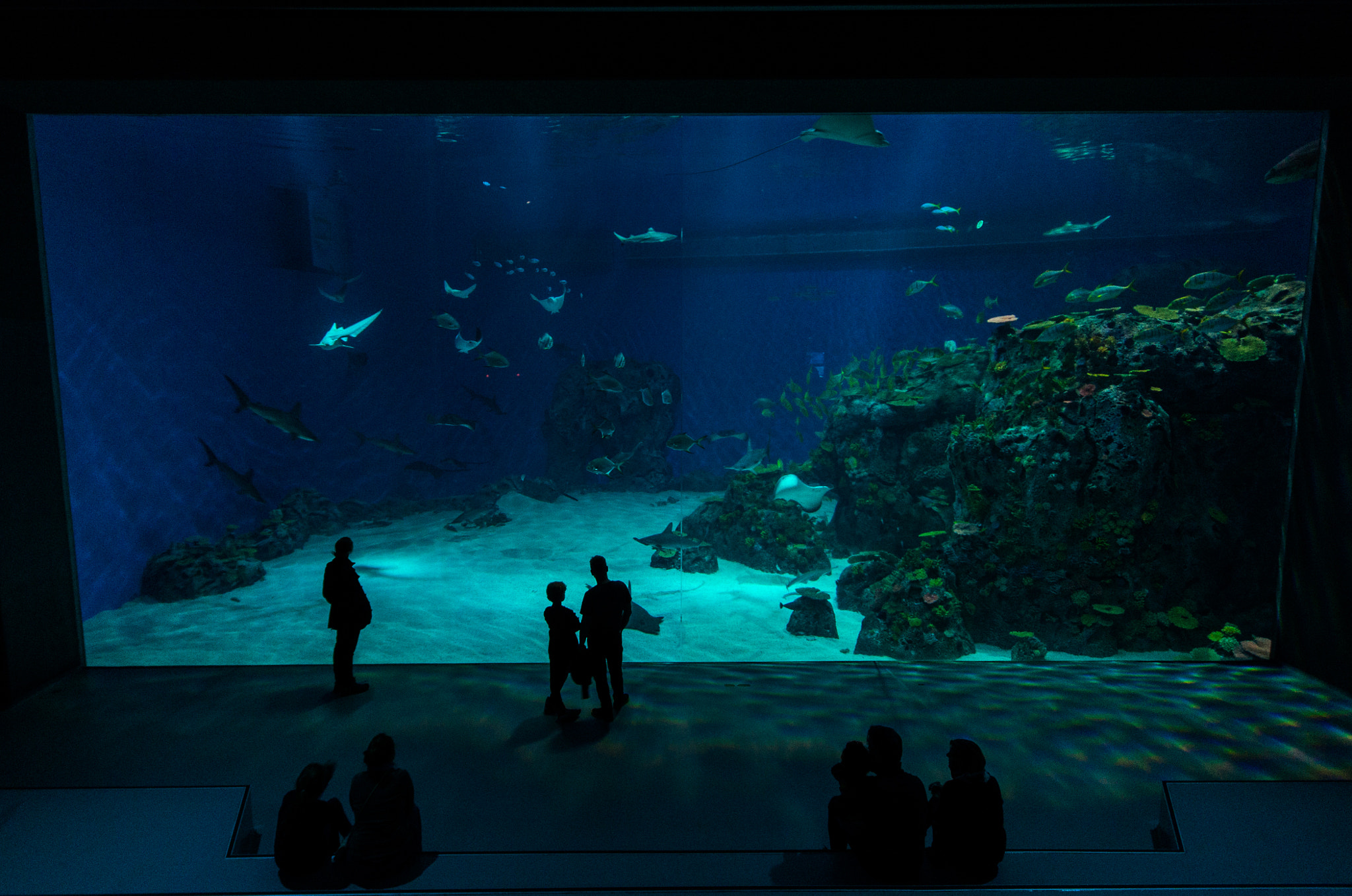Sigma AF 10-20mm F4-5.6 EX DC sample photo. Fishtank photography