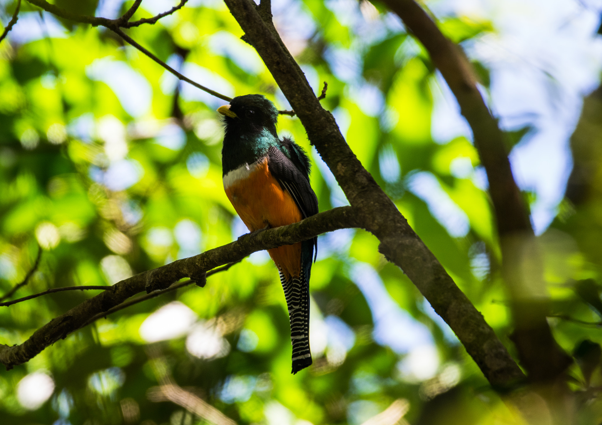 Sigma 150-600mm F5-6.3 DG OS HSM | C sample photo. Costa rican bird 4 photography