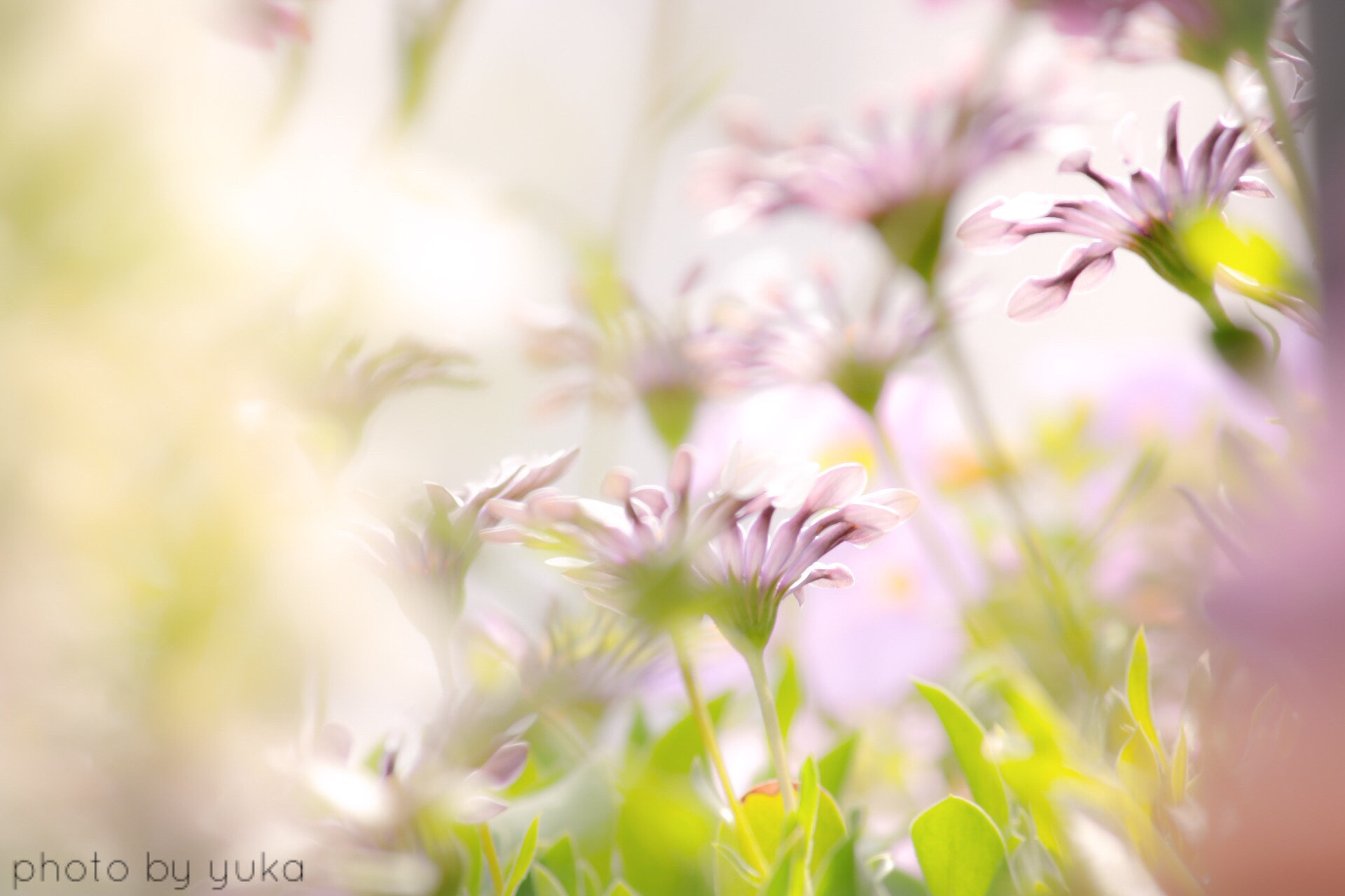 Canon EF-S 55-250mm F4-5.6 IS sample photo. 嬉しいという事は photography