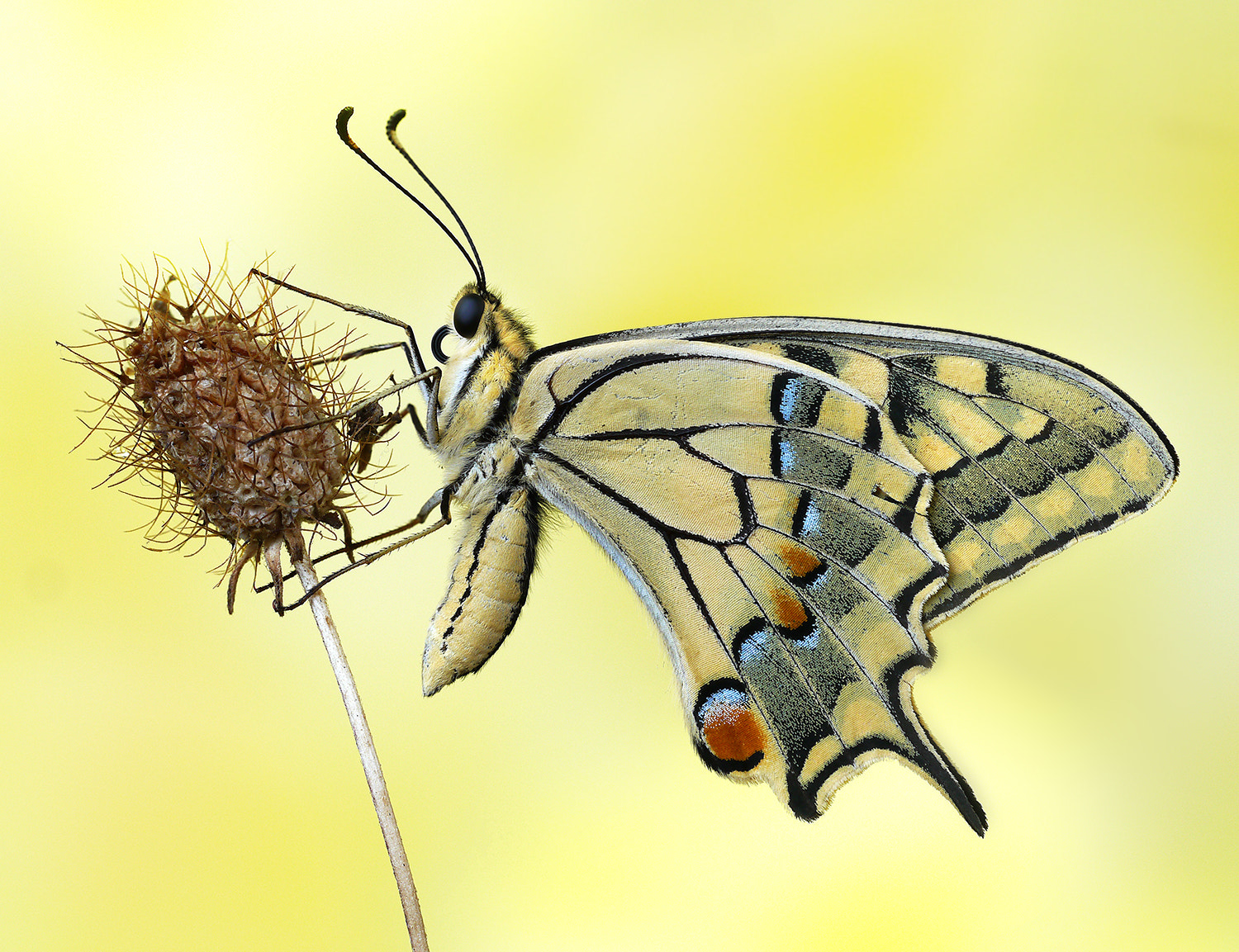Panasonic Lumix DMC-G5 sample photo. Machaon... photography