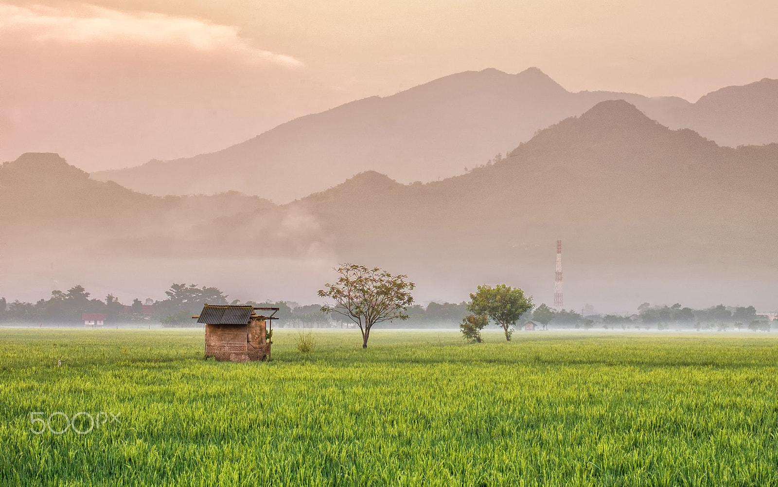 Fujifilm X-M1 + Fujifilm XC 50-230mm F4.5-6.7 OIS II sample photo. Hut in the middle of rice fields photography