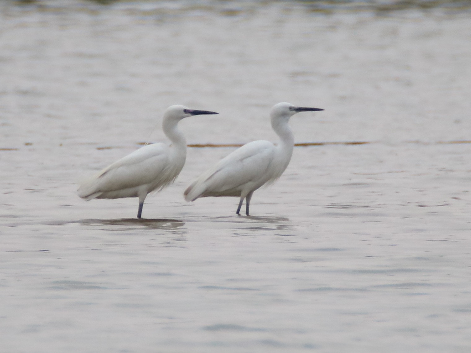 Canon EOS 750D (EOS Rebel T6i / EOS Kiss X8i) sample photo. Twins photography