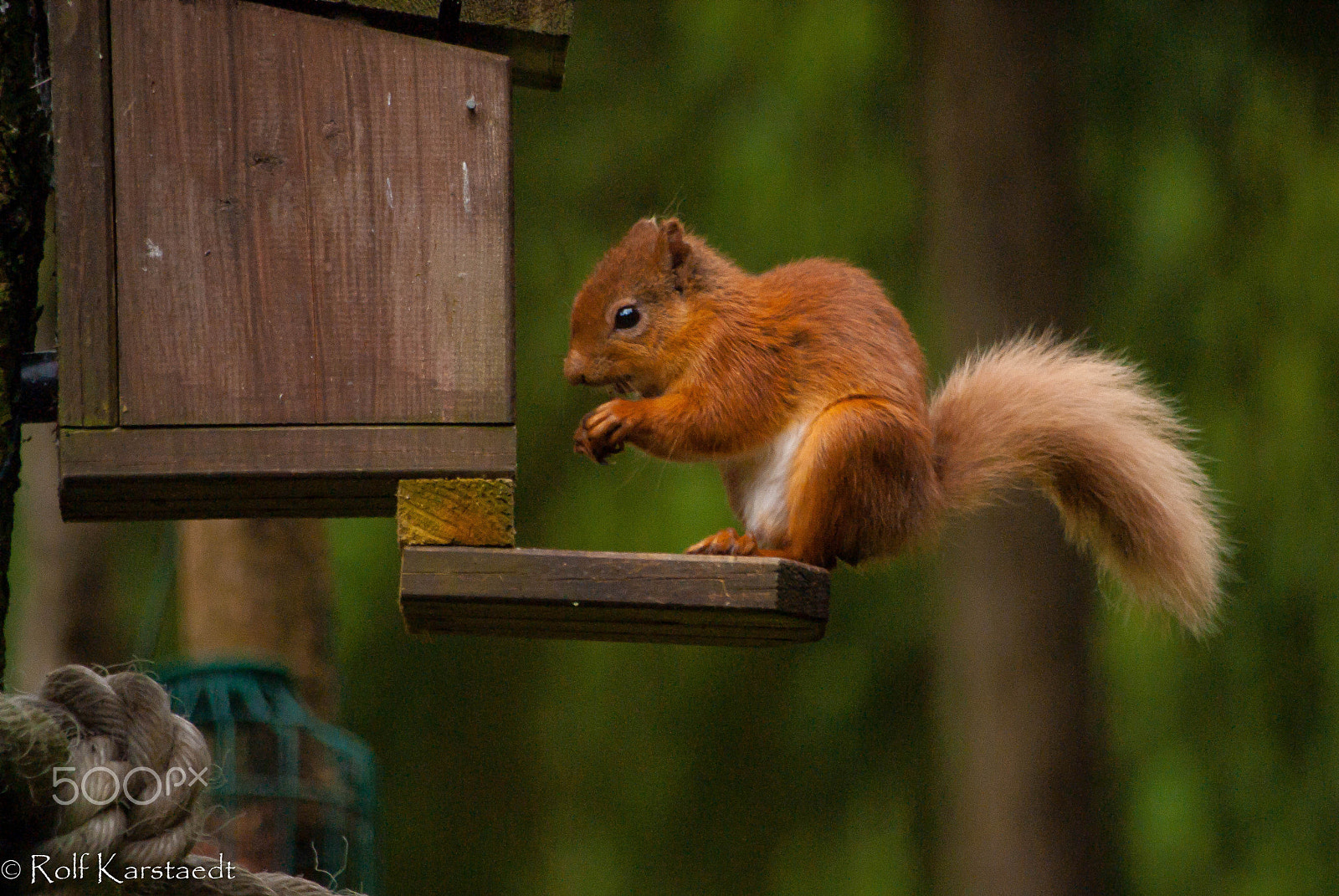 Pentax K-m (K2000) + Pentax smc DA 50-200mm F4-5.6 ED sample photo. Squrriel at preegrin wiledlife (of ) photography