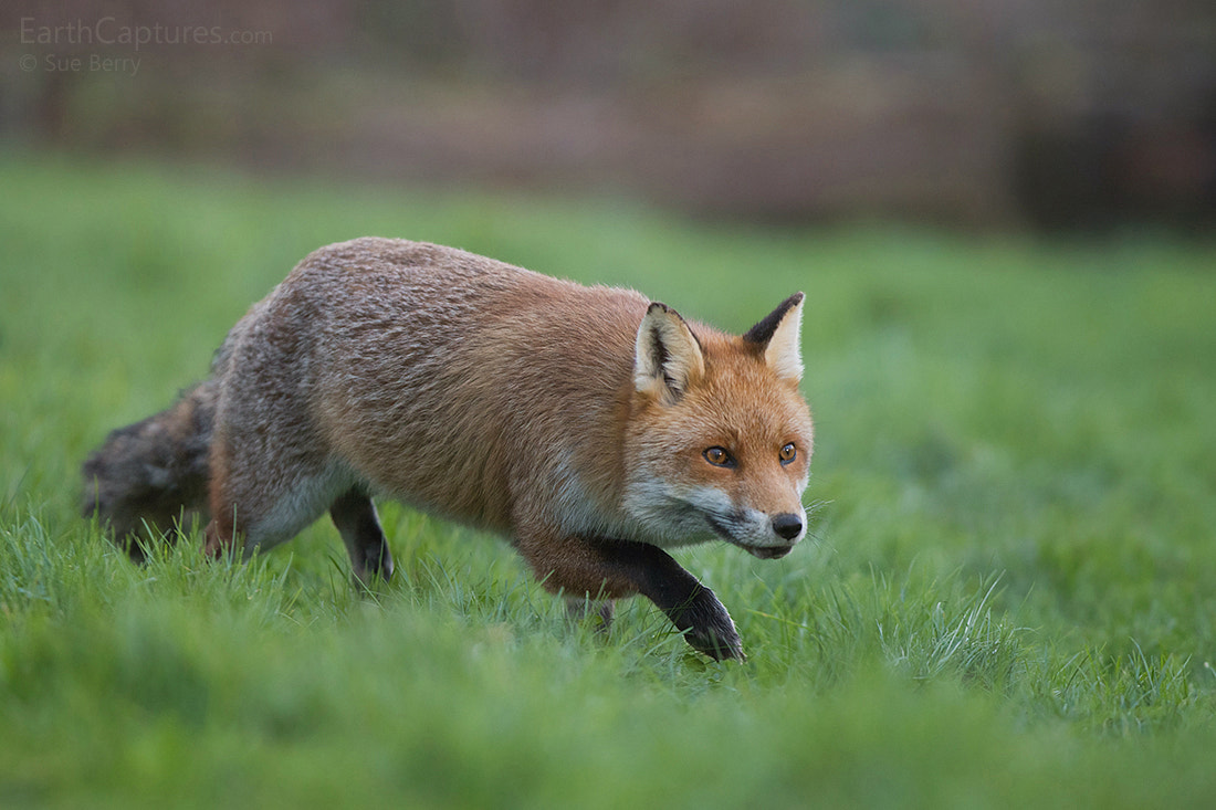 Canon EOS 6D + Canon EF 300mm F2.8L IS USM sample photo. Stalking fox photography