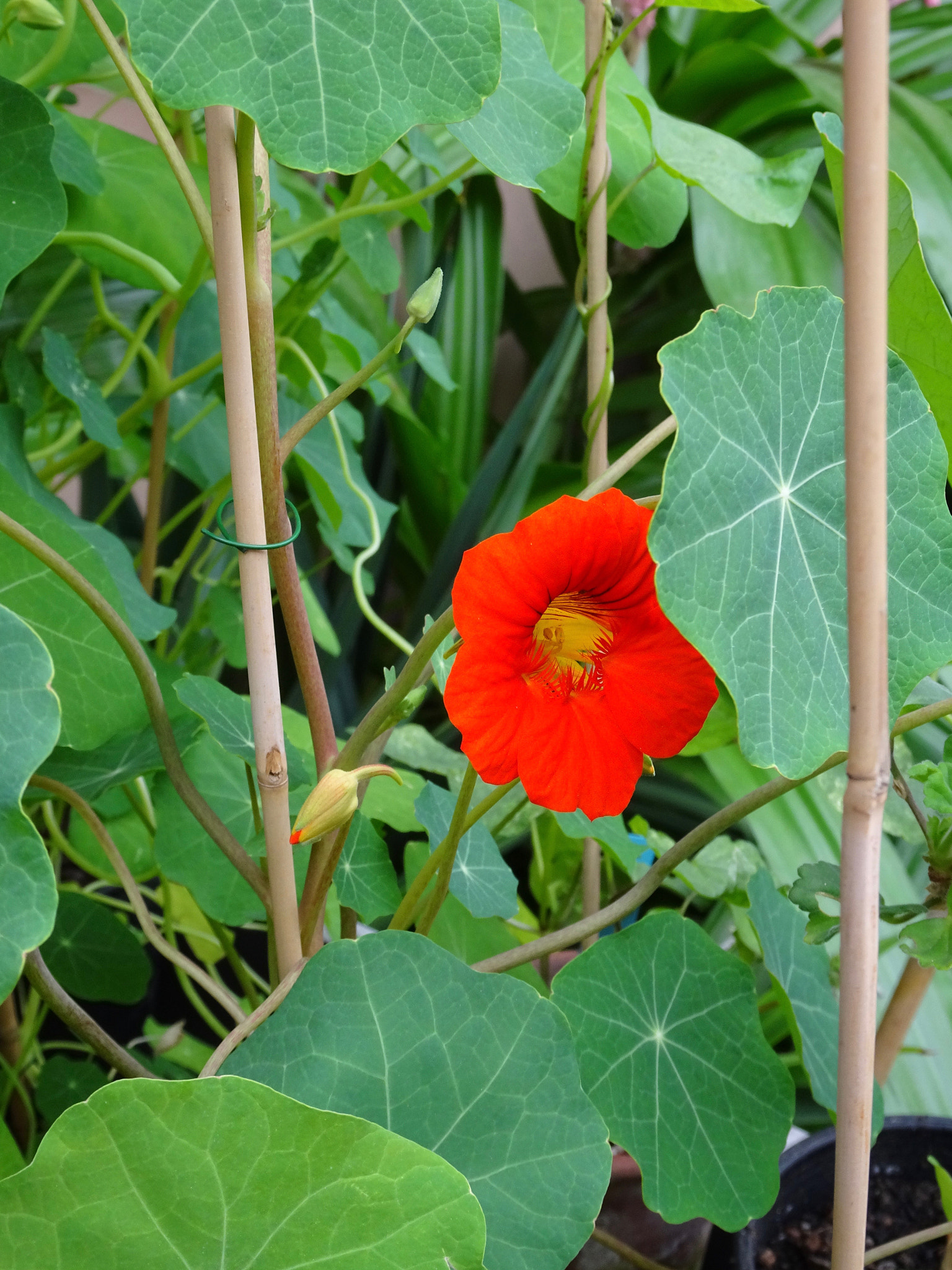 Sony 24-720mm F3.5-6.4 sample photo. Vu au jardin botanique  photography