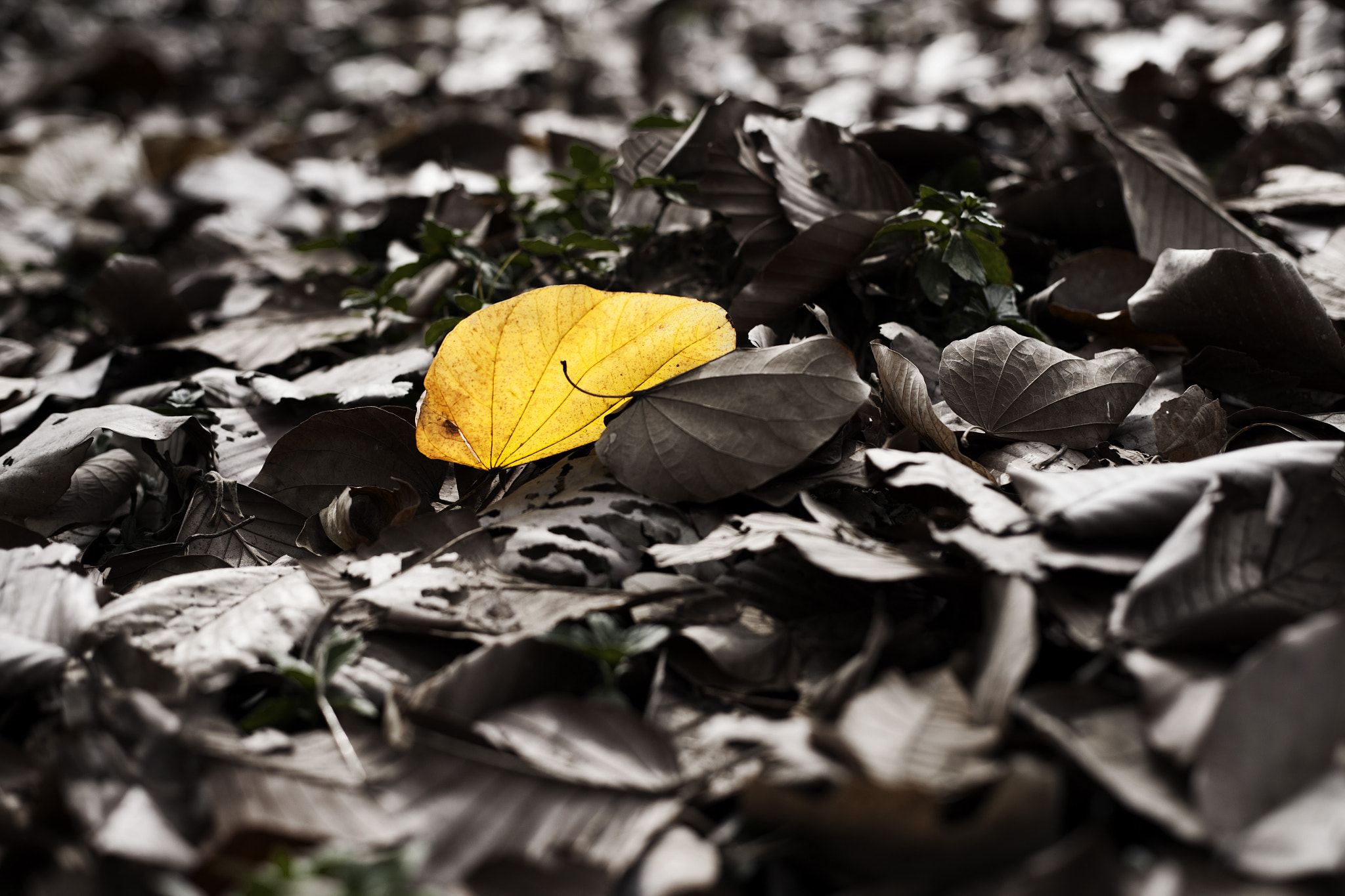 Canon EF 50mm F1.4 USM sample photo. Nct photography
