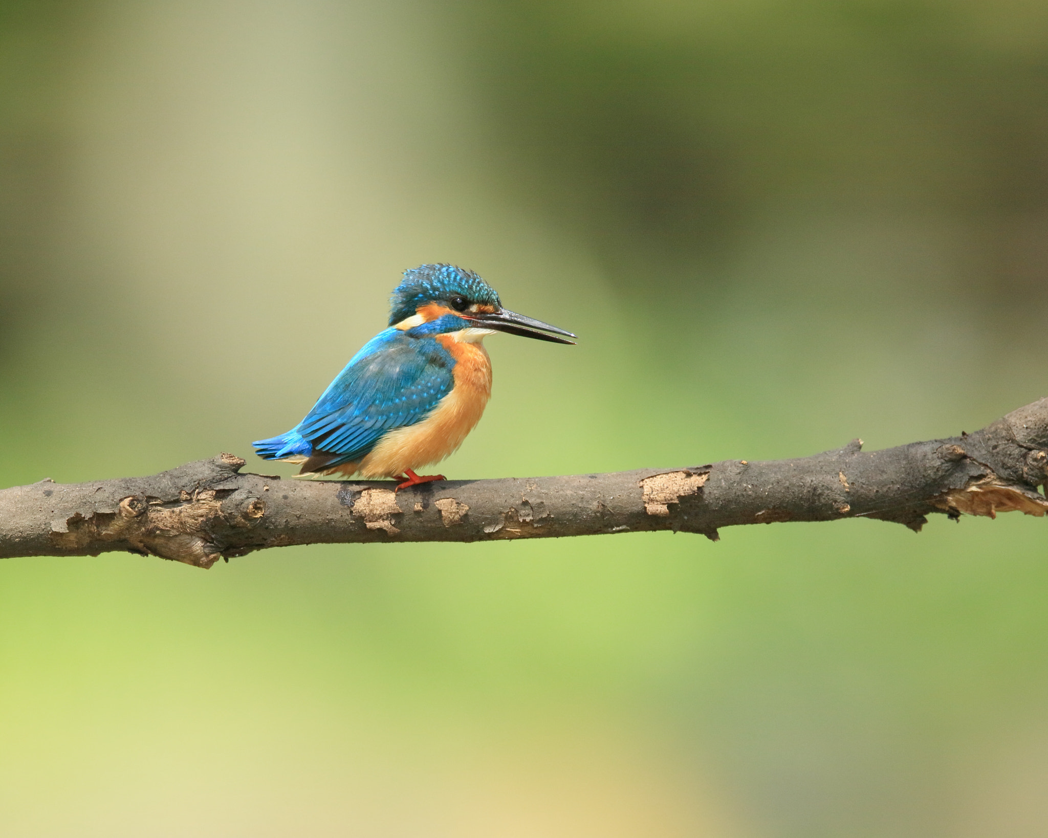 Canon EOS 7D Mark II + Canon EF 400mm F2.8L IS II USM sample photo. カワセミ   見て− photography