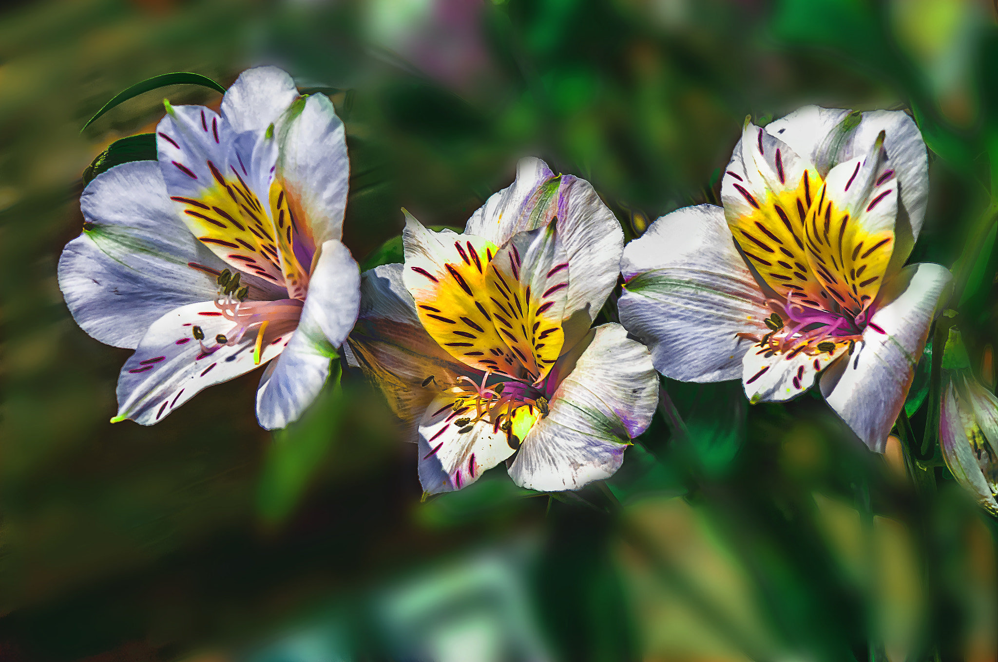 Nikon D300 + AF Micro-Nikkor 105mm f/2.8 sample photo. Цветы photography