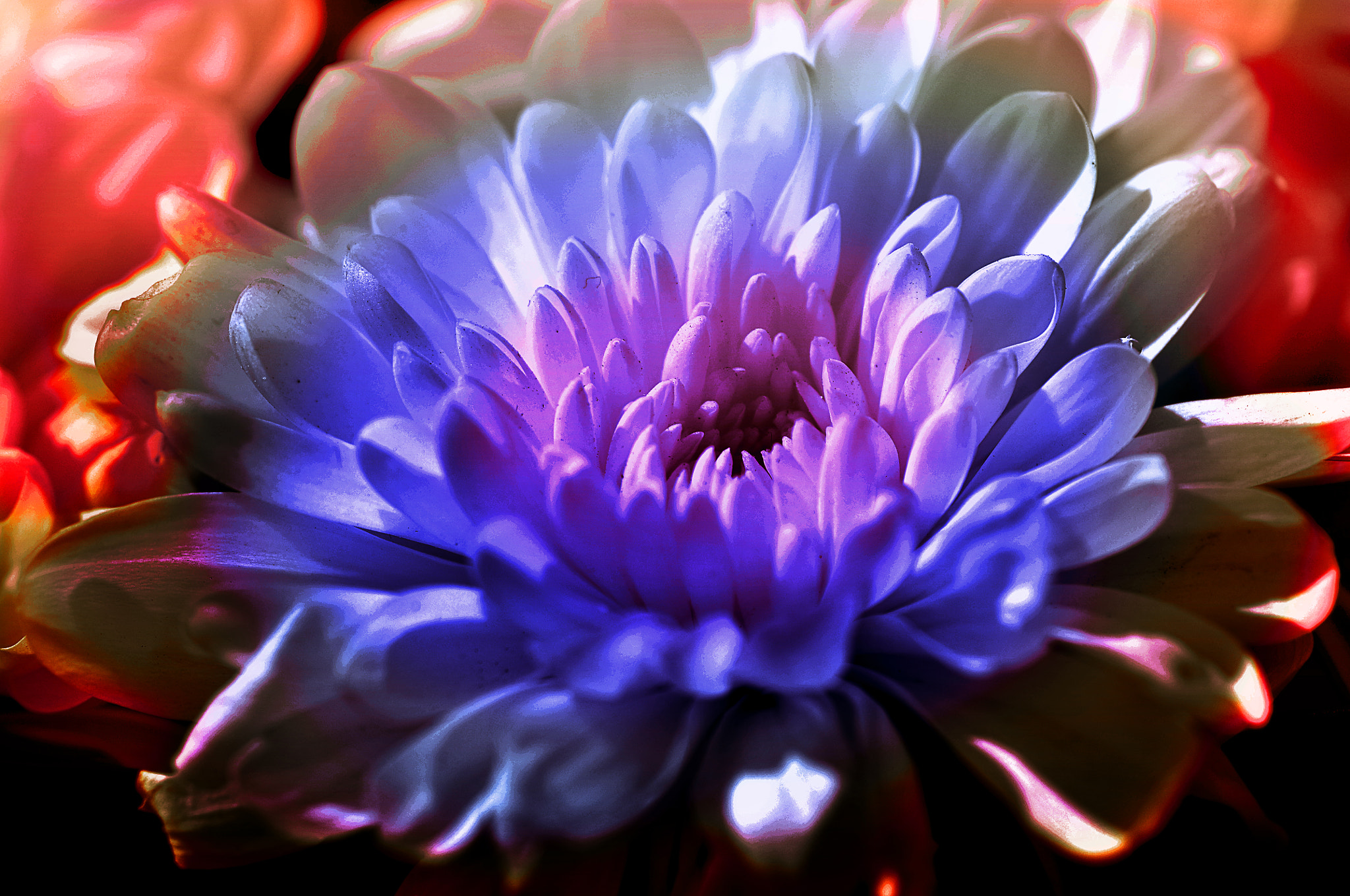 Nikon D300 + AF Micro-Nikkor 105mm f/2.8 sample photo. Хризантема photography