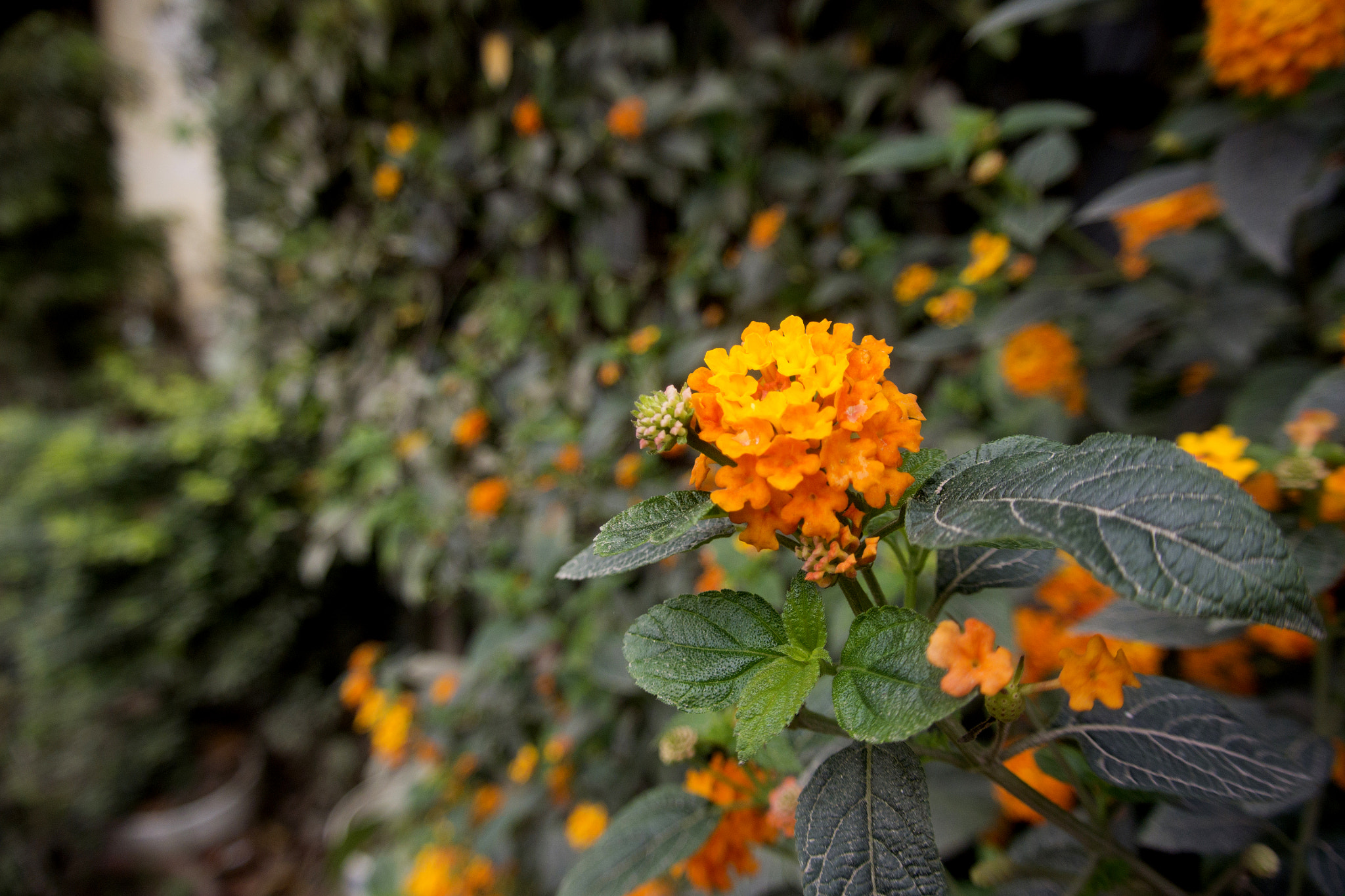 Nikon 1 J3 sample photo. Summer flower in busy street photography