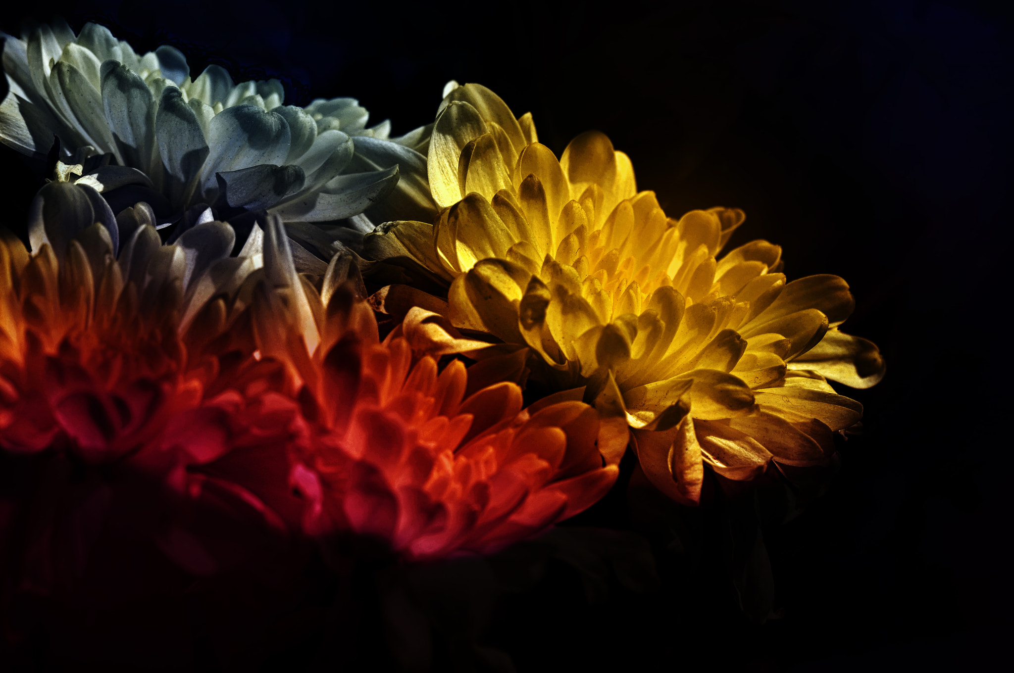 AF Micro-Nikkor 105mm f/2.8 sample photo. Хризантемы photography