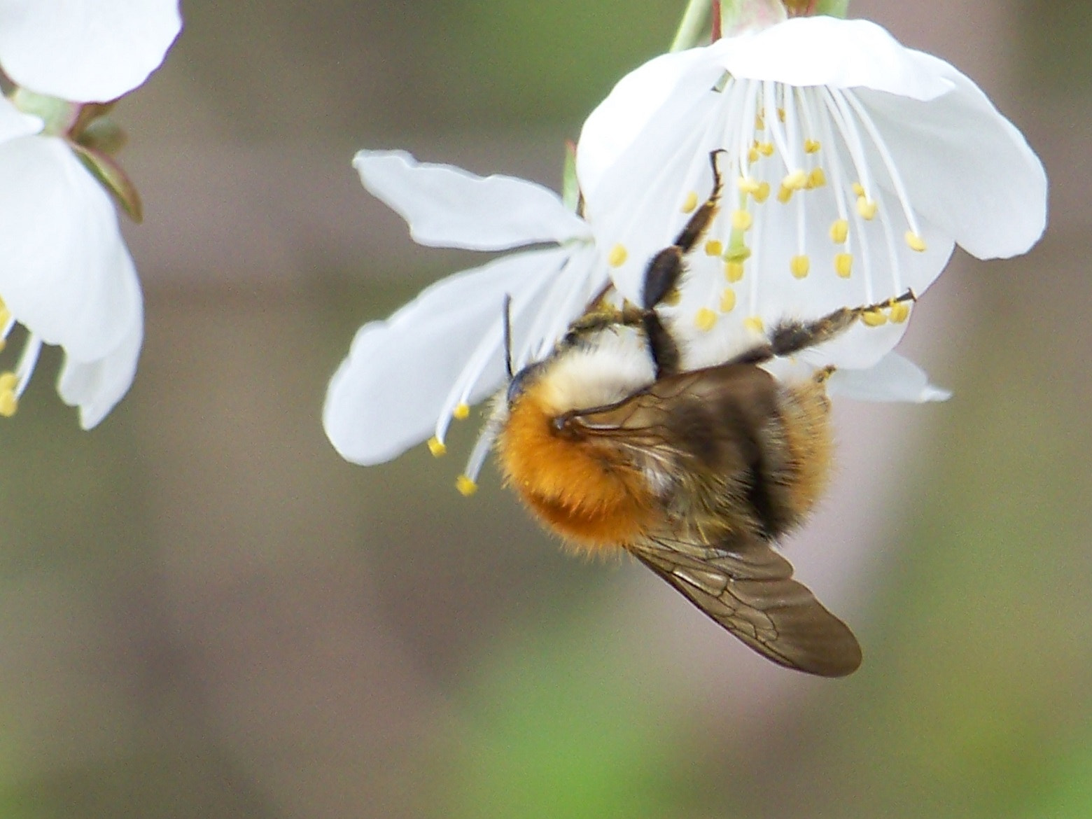 Kodak EASYSHARE Z8612 IS DIGITAL CAMERA sample photo. Bee happy photography