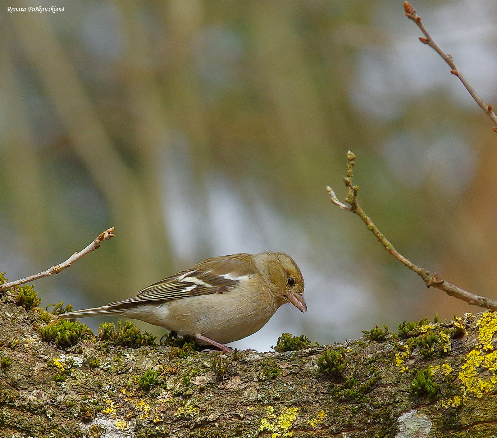 Pentax K-3 sample photo. Bird photography