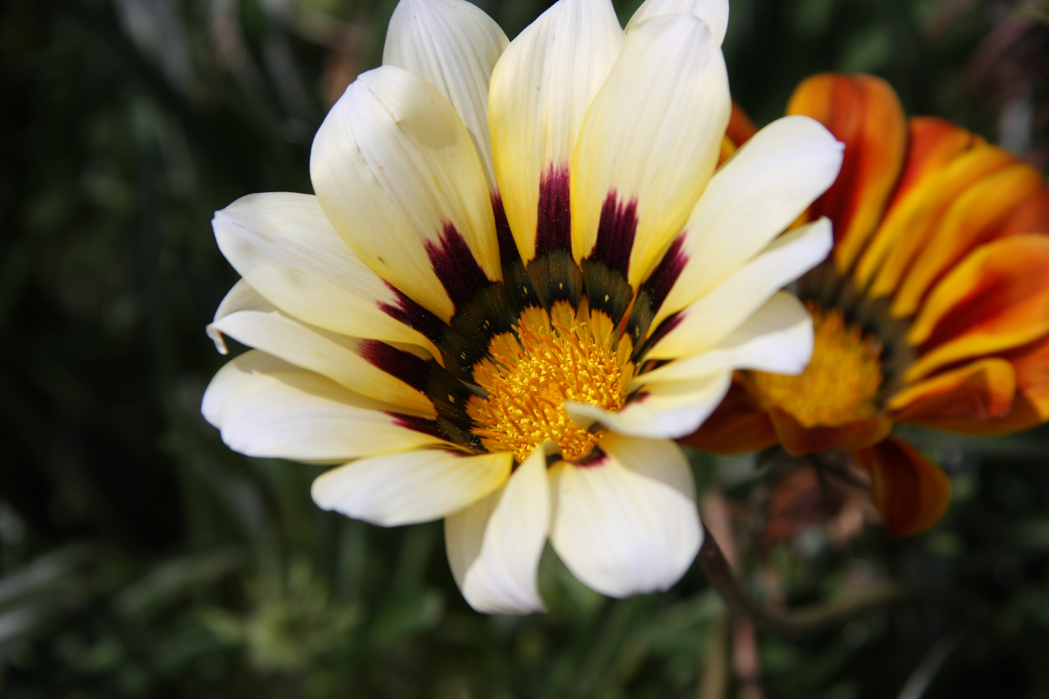 6 IS USM sample photo