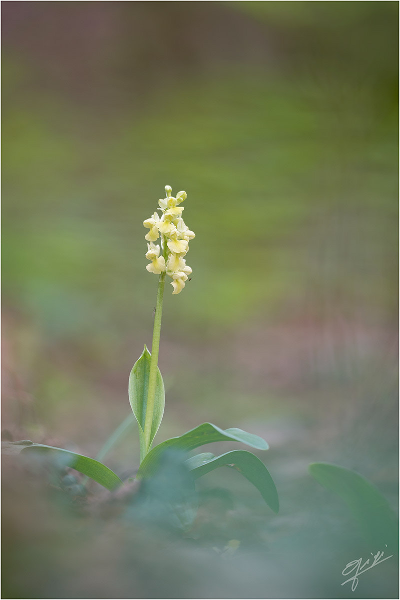 Sigma 150mm F2.8 EX DG OS Macro HSM sample photo. Orchis pallens photography
