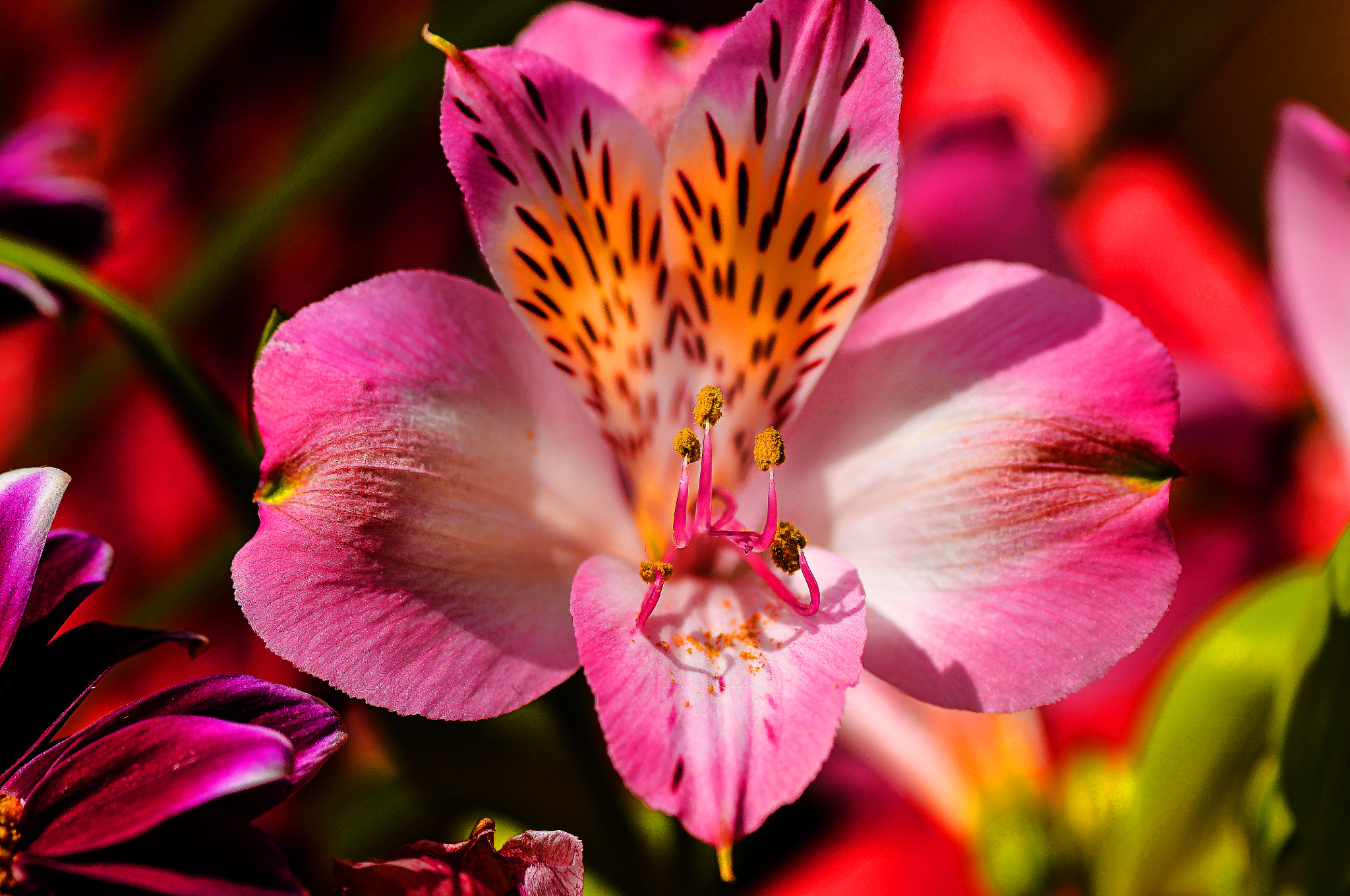 Nikon D300 + AF Micro-Nikkor 105mm f/2.8 sample photo. Цветок photography