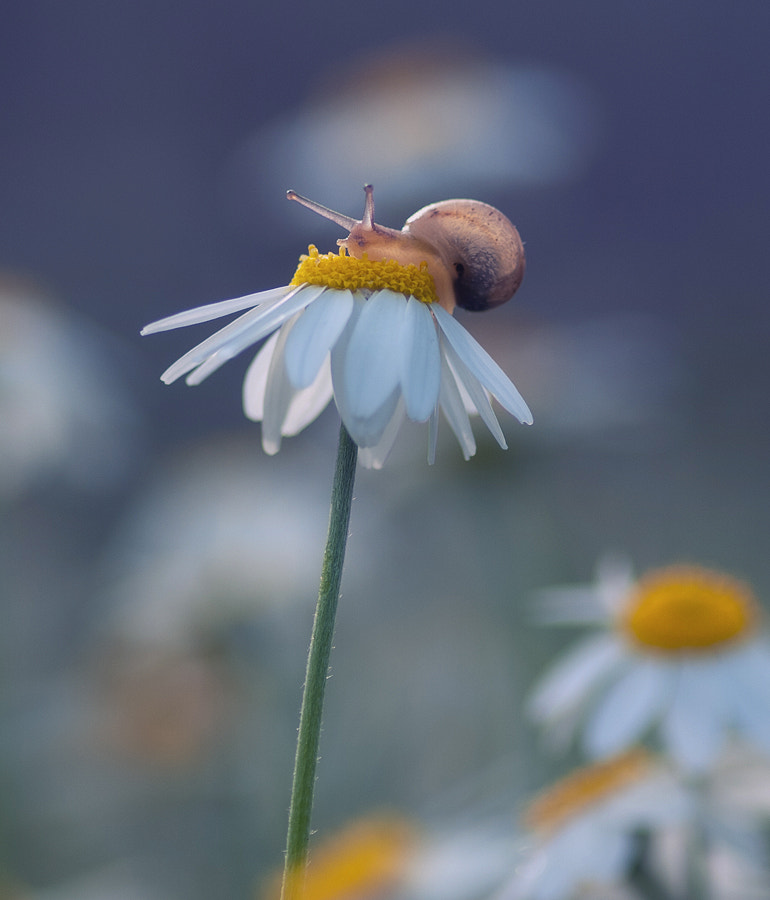 Sigma 105mm F2.8 EX DG Macro sample photo. Olympus digital camera photography