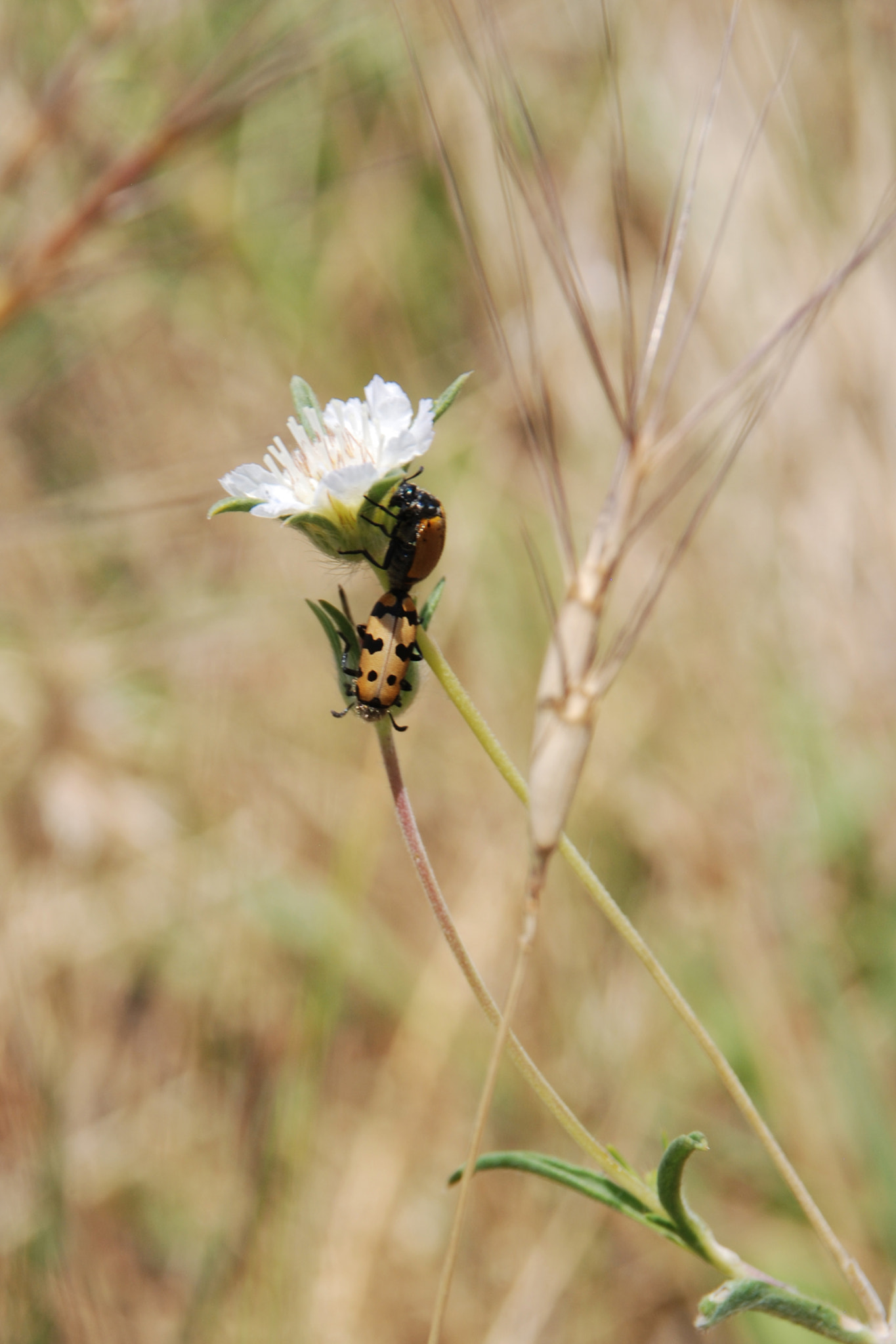 Sigma 18-125mm F3.8-5.6 DC HSM sample photo. 2.jpg photography