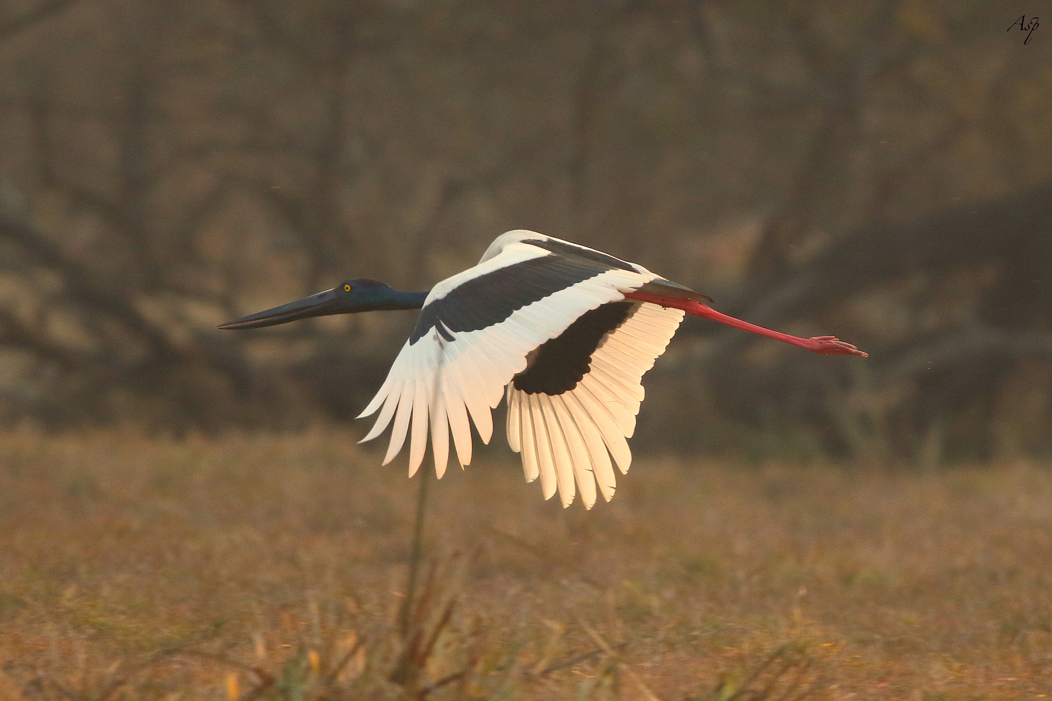Canon EF 600mm F4L IS II USM sample photo. Black necked stork photography