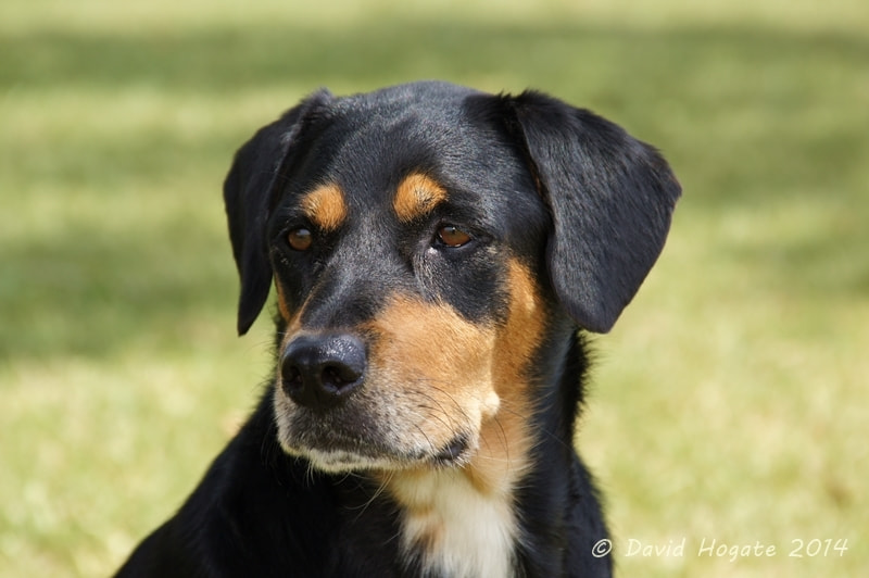 Sony DT 18-135mm F3.5-5.6 SAM sample photo. Tank photography