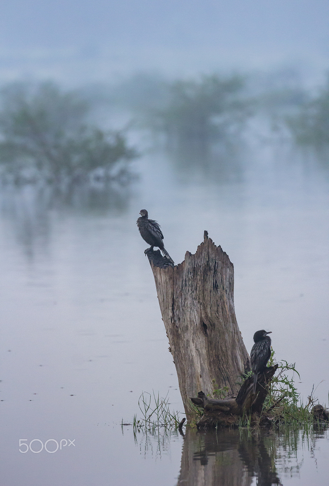 Canon EOS 60D + Canon EF 100-400mm F4.5-5.6L IS II USM sample photo. Cormorants resting on a misty morning.... photography