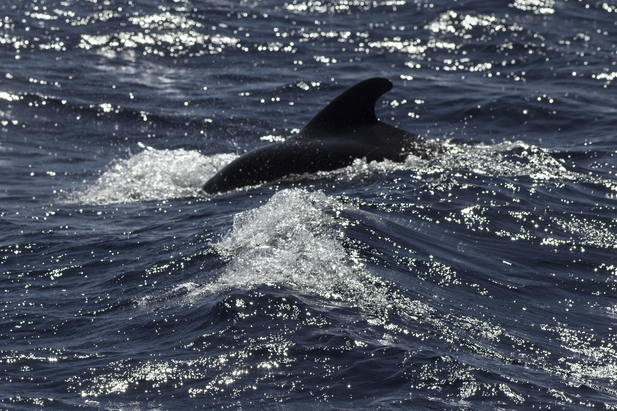 Canon EOS 600D (Rebel EOS T3i / EOS Kiss X5) + Canon EF 200mm F2.8L II USM sample photo. Whale watching photography