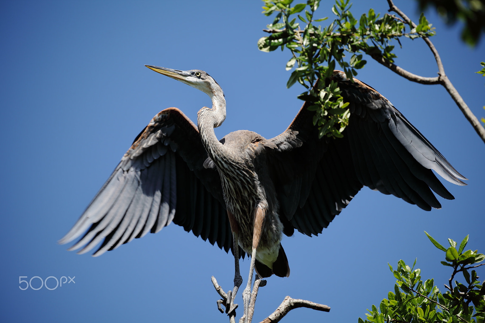 Canon EF 100-400mm F4.5-5.6L IS II USM sample photo. Multi colored heron photography