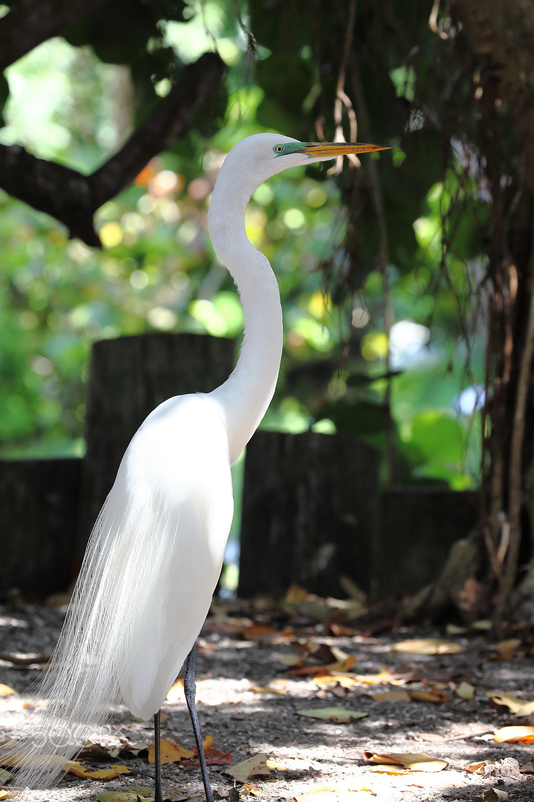 Canon EF 100-400mm F4.5-5.6L IS II USM sample photo. Great white egret photography
