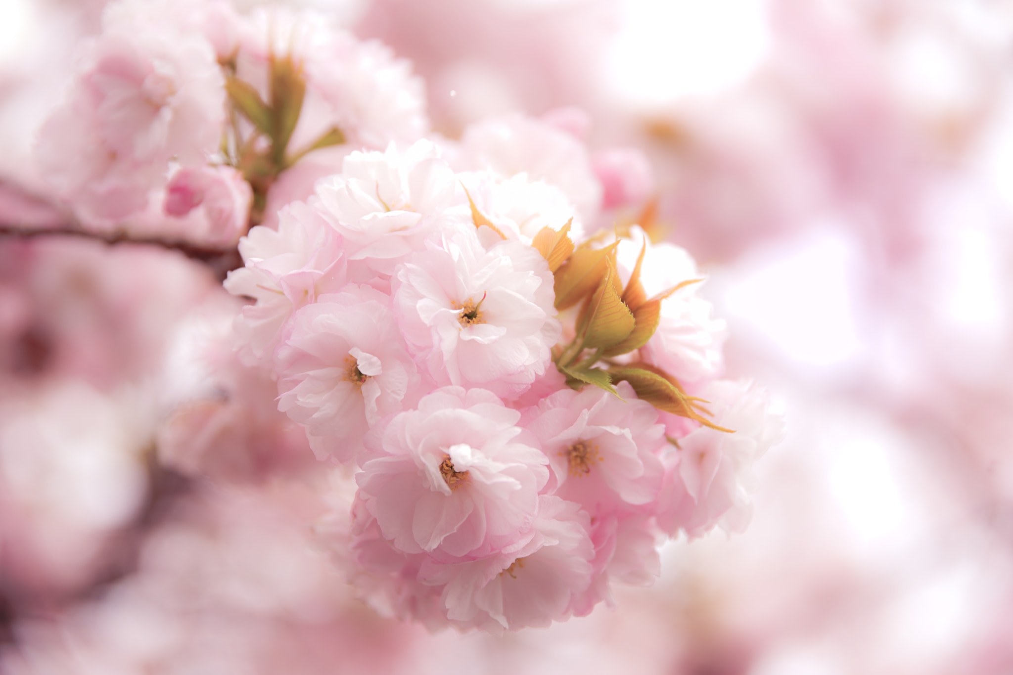 24-105mm F4 sample photo. 咲き誇る春 full bloom photography
