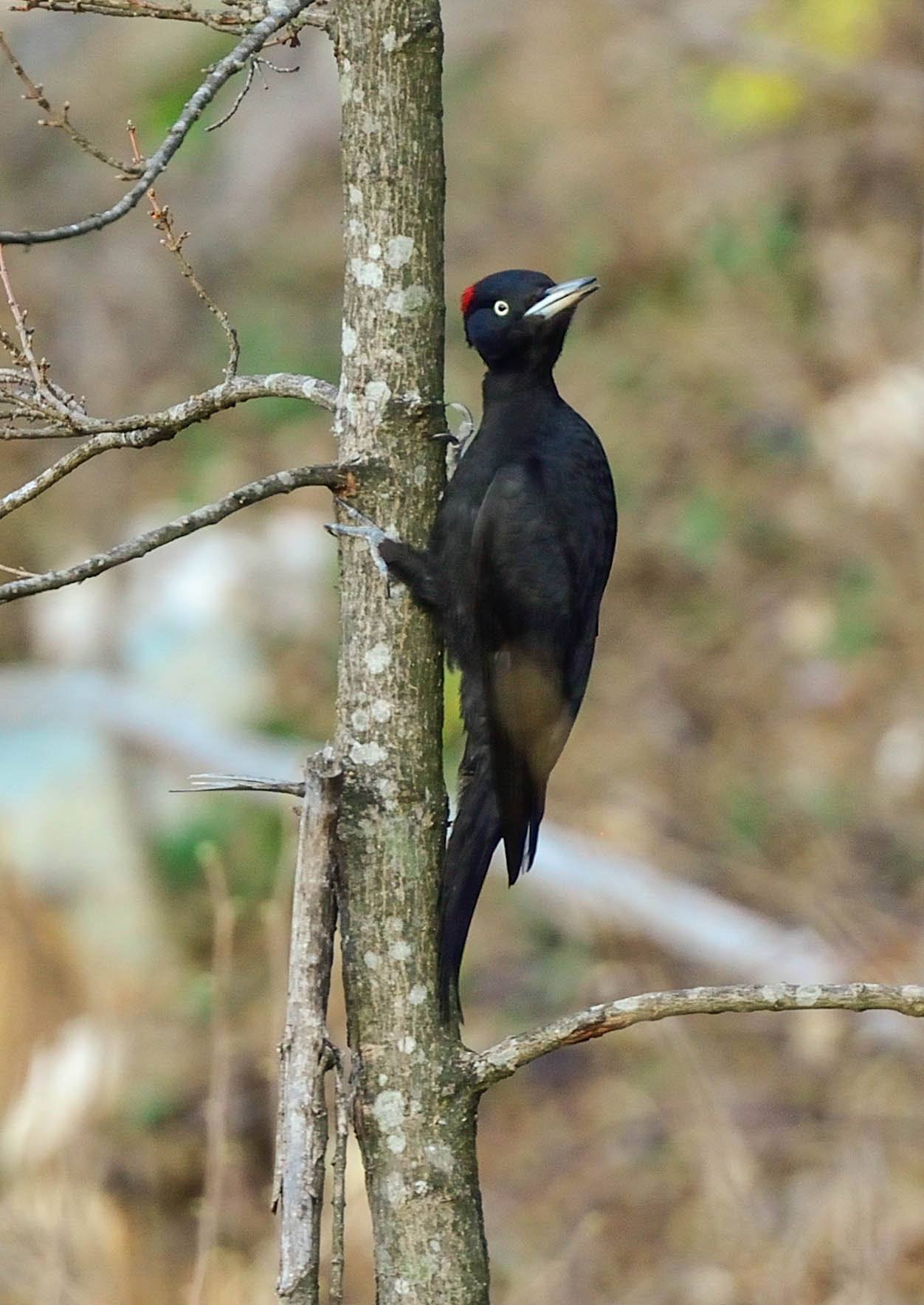 Nikon AF-S Nikkor 600mm F4D ED-IF II sample photo. Picchio nero photography