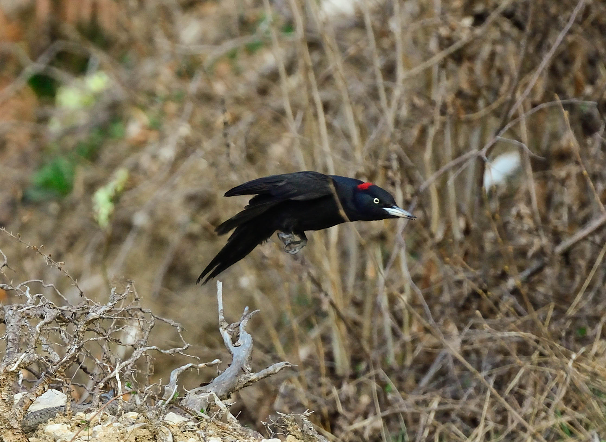 Nikon AF-S Nikkor 600mm F4D ED-IF II sample photo. Picchio nero photography