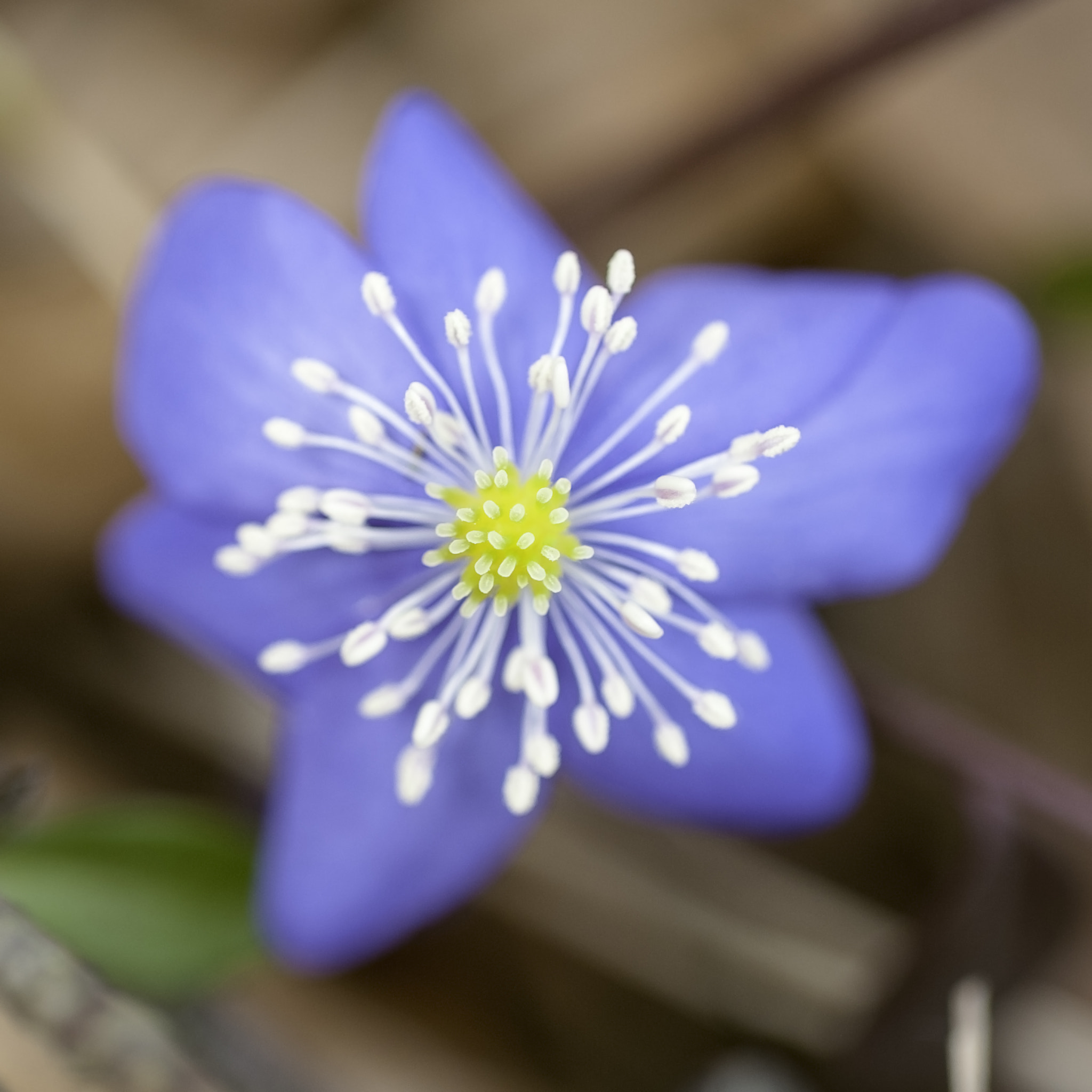 Nikon D300S + AF Micro-Nikkor 60mm f/2.8 sample photo. Hepatica nobilis photography