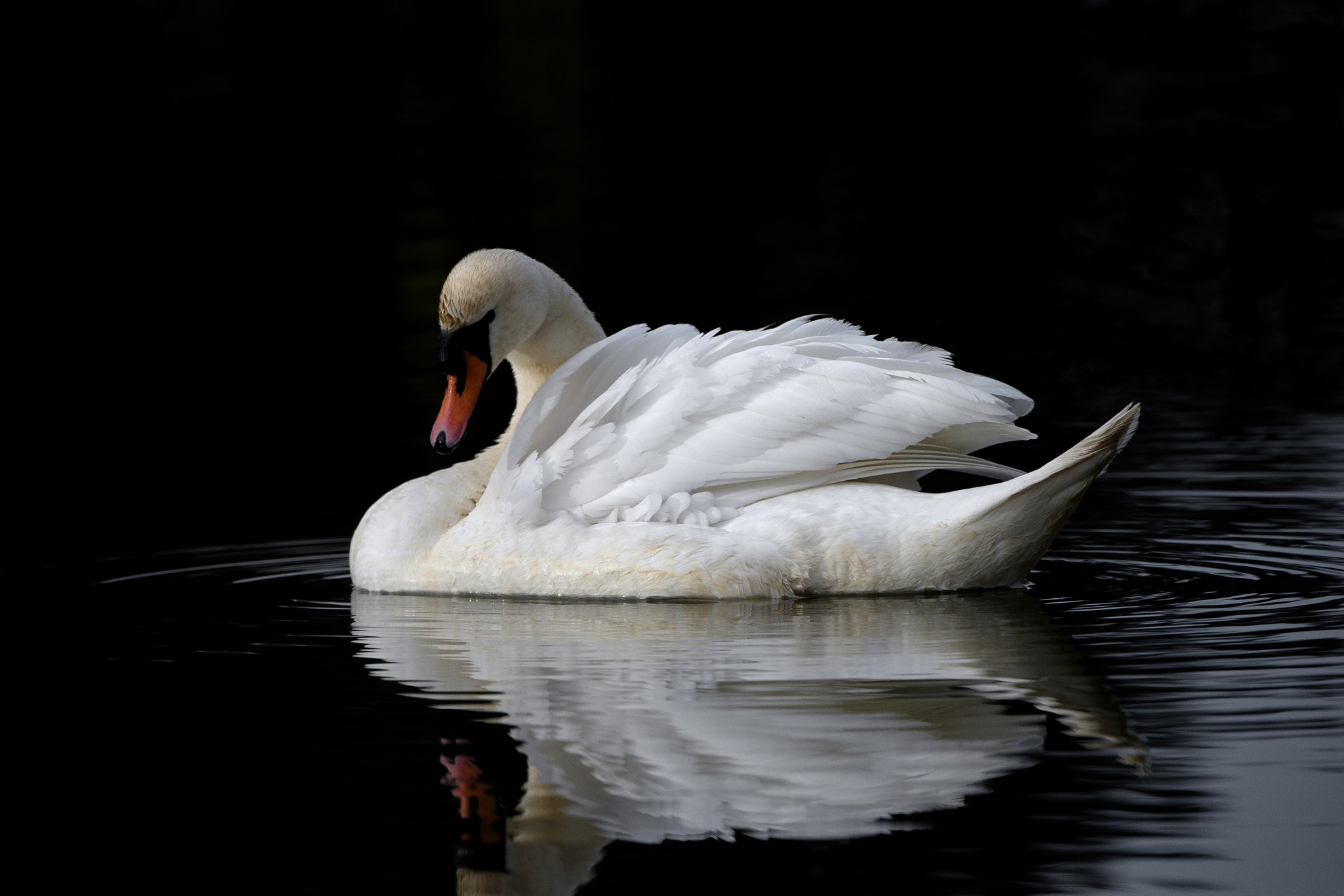 Nikon D600 sample photo. Swan photography